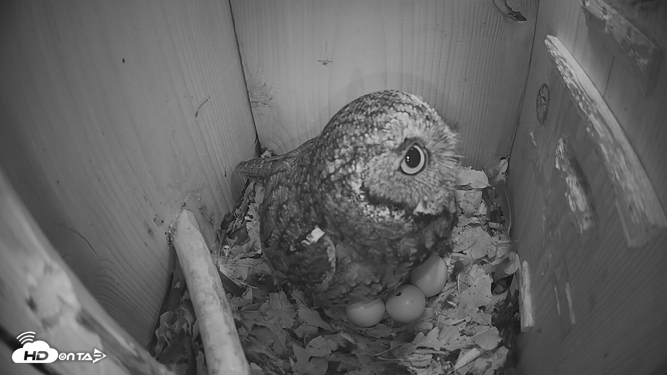 Snapshot of Eastern Screech Owl Nest Box Live Webcam taken Mar 7, 2026, 7:32am CST