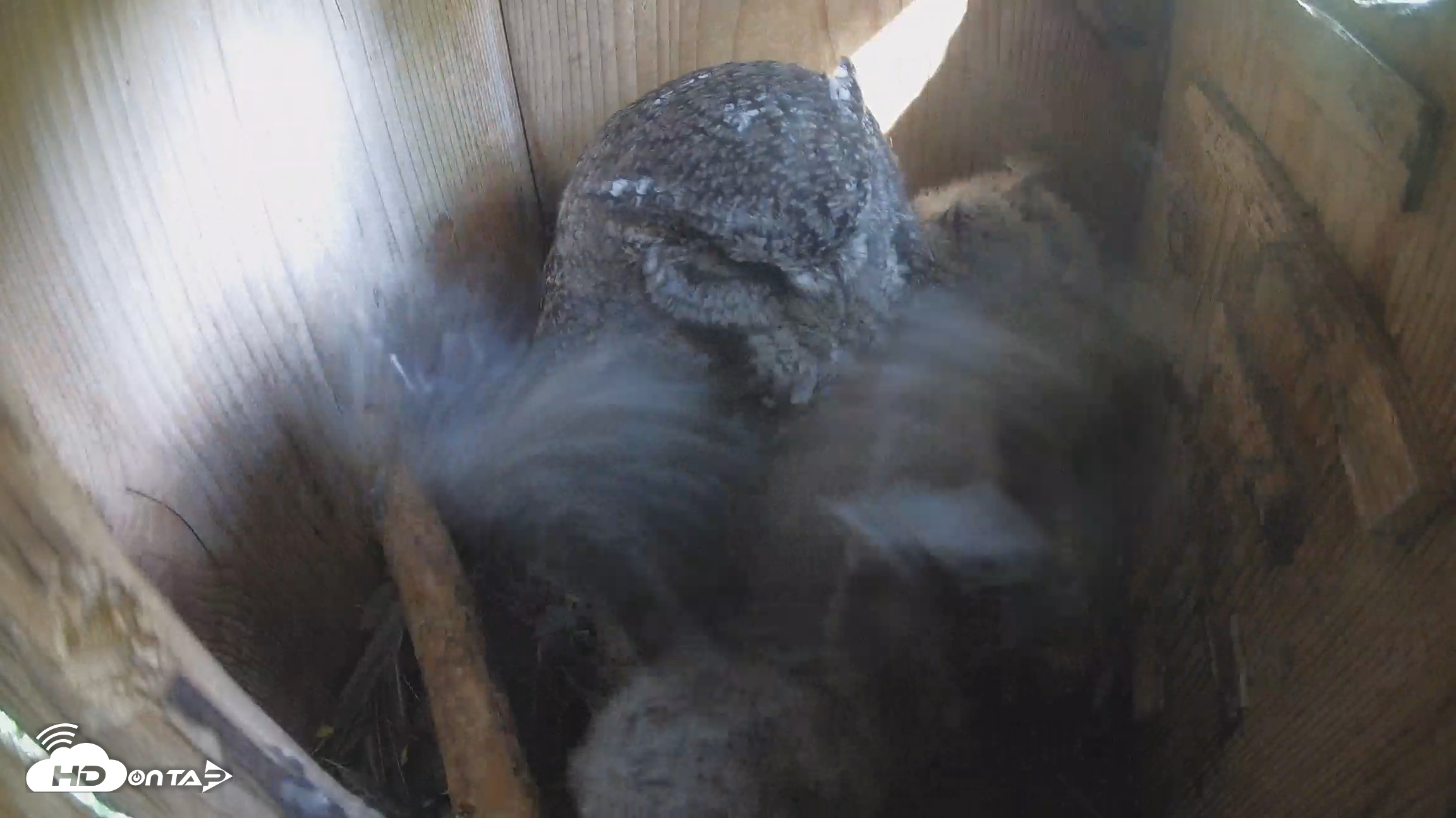 Snapshot of Eastern Screech Owl Nest Box Live Webcam taken Apr 7, 2026, 10:21am CDT