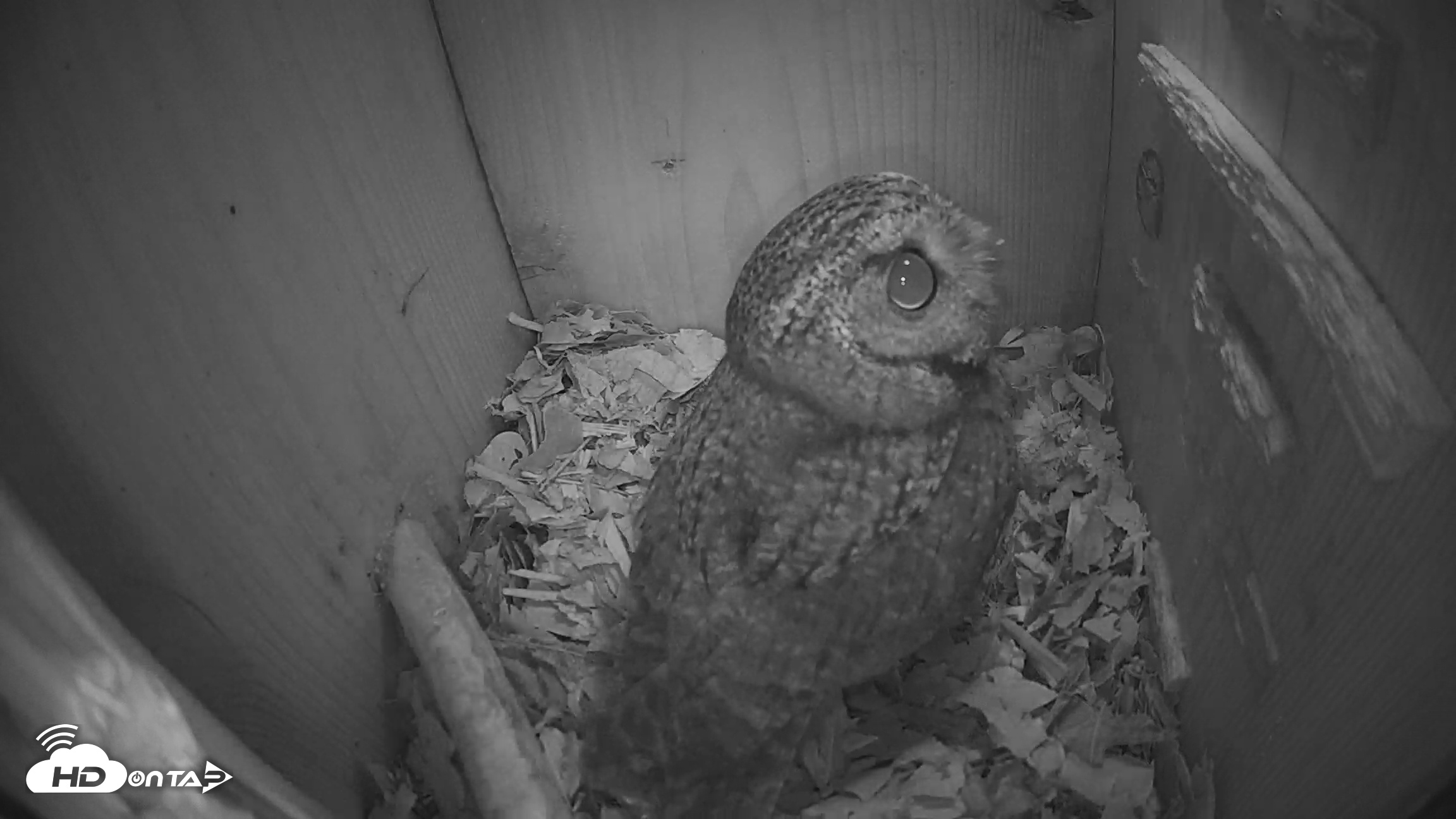 Snapshot of Eastern Screech Owl Nest Box Live Webcam taken Feb 4, 2026, 5:04am CST