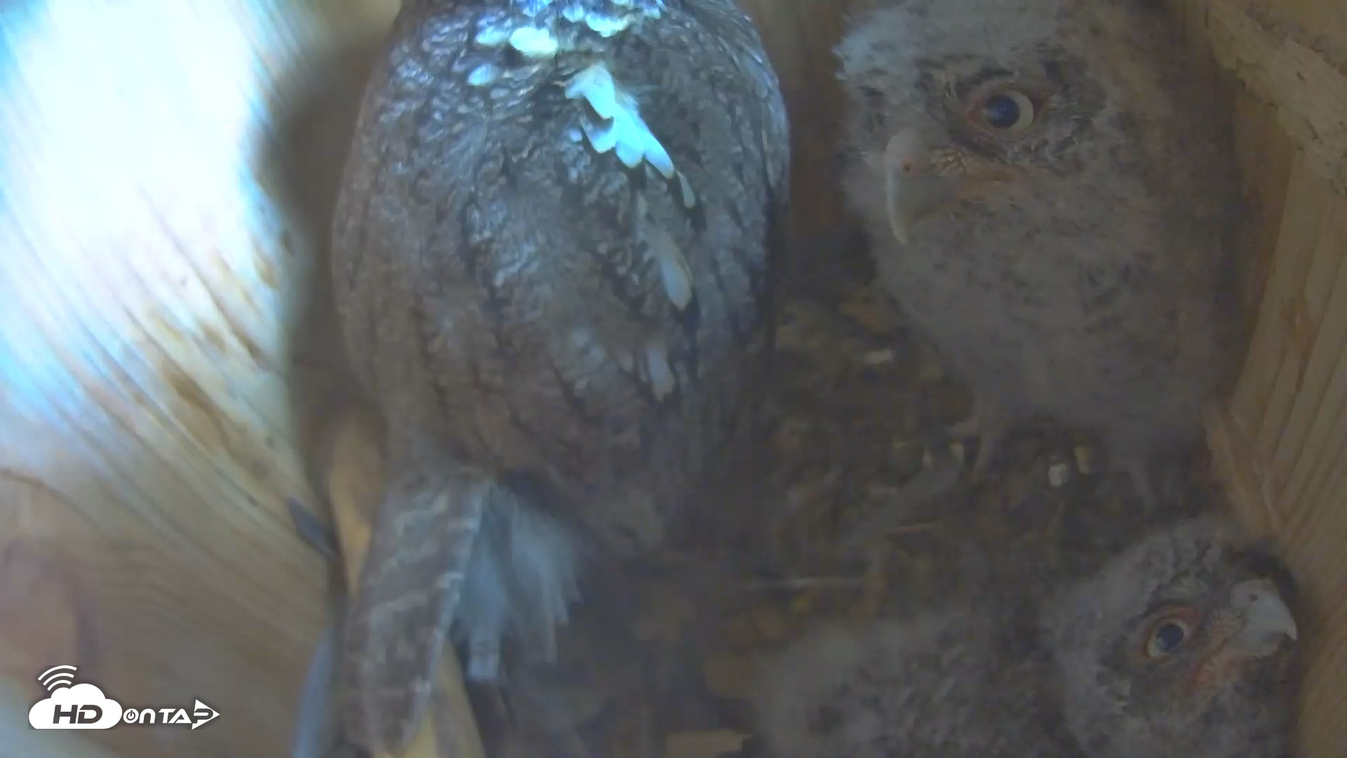 Snapshot of Eastern Screech Owl Nest Box Live Webcam taken Apr 18, 2025, 2:11pm CDT
