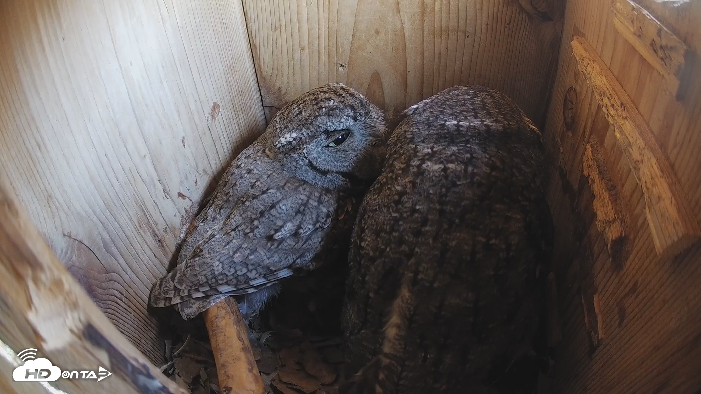 Snapshot of Eastern Screech Owl Nest Box Live Webcam taken Feb 12, 2026, 2:44pm CST