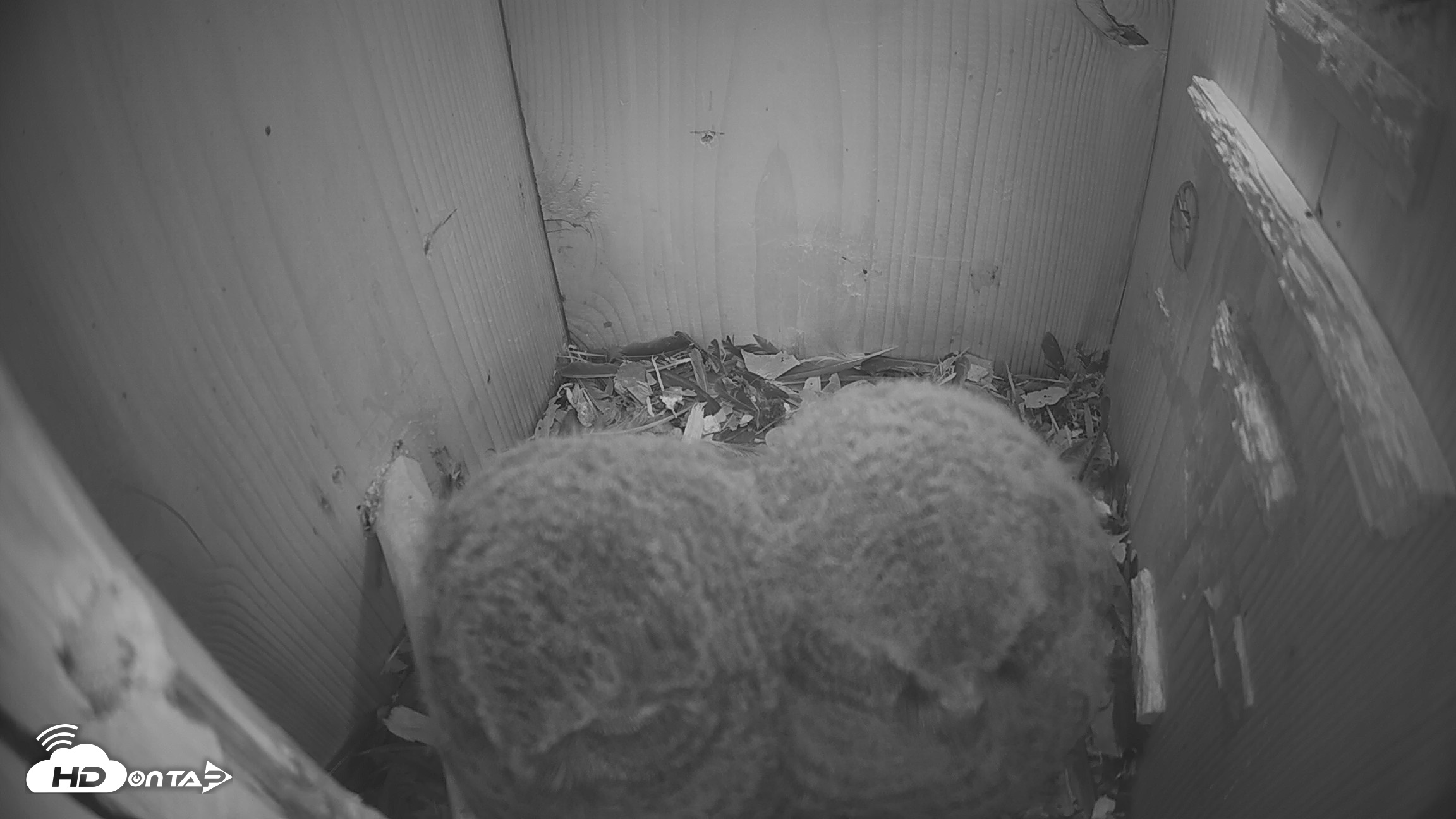 Snapshot of Eastern Screech Owl Nest Box Live Webcam taken Apr 18, 2026, 9:53pm CDT