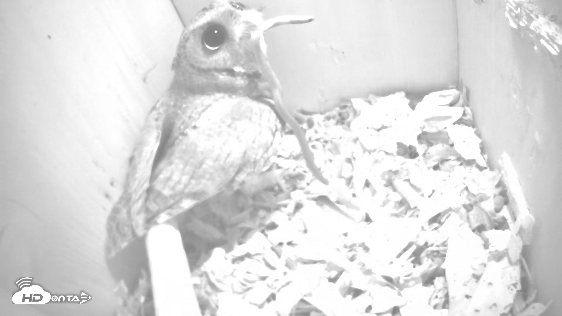 Snapshot of Eastern Screech Owl Nest Box Live Webcam taken Feb 3, 2025, 12:58am CST