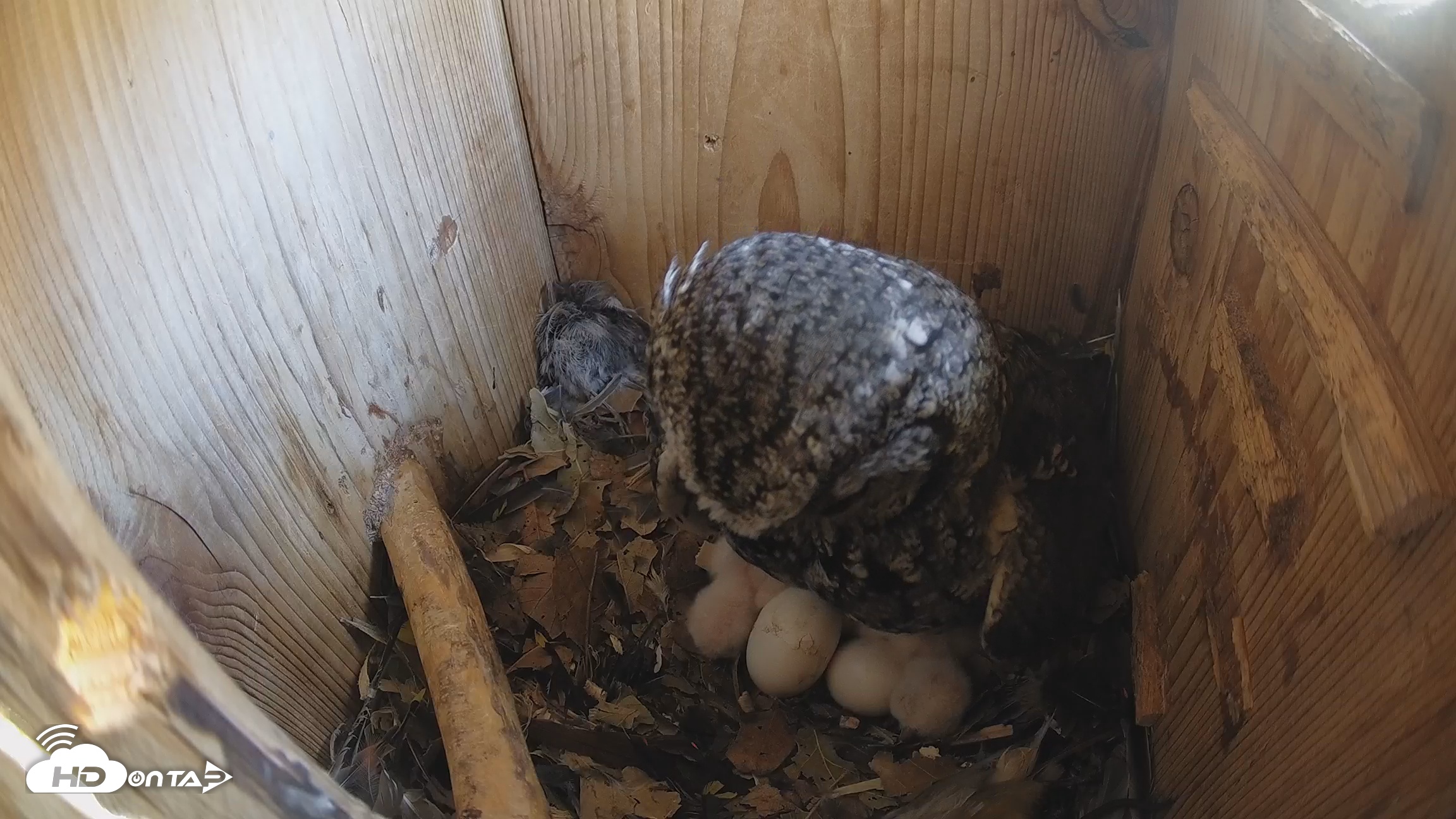 Snapshot of Eastern Screech Owl Nest Box Live Webcam taken Mar 19, 2026, 1:01pm CDT