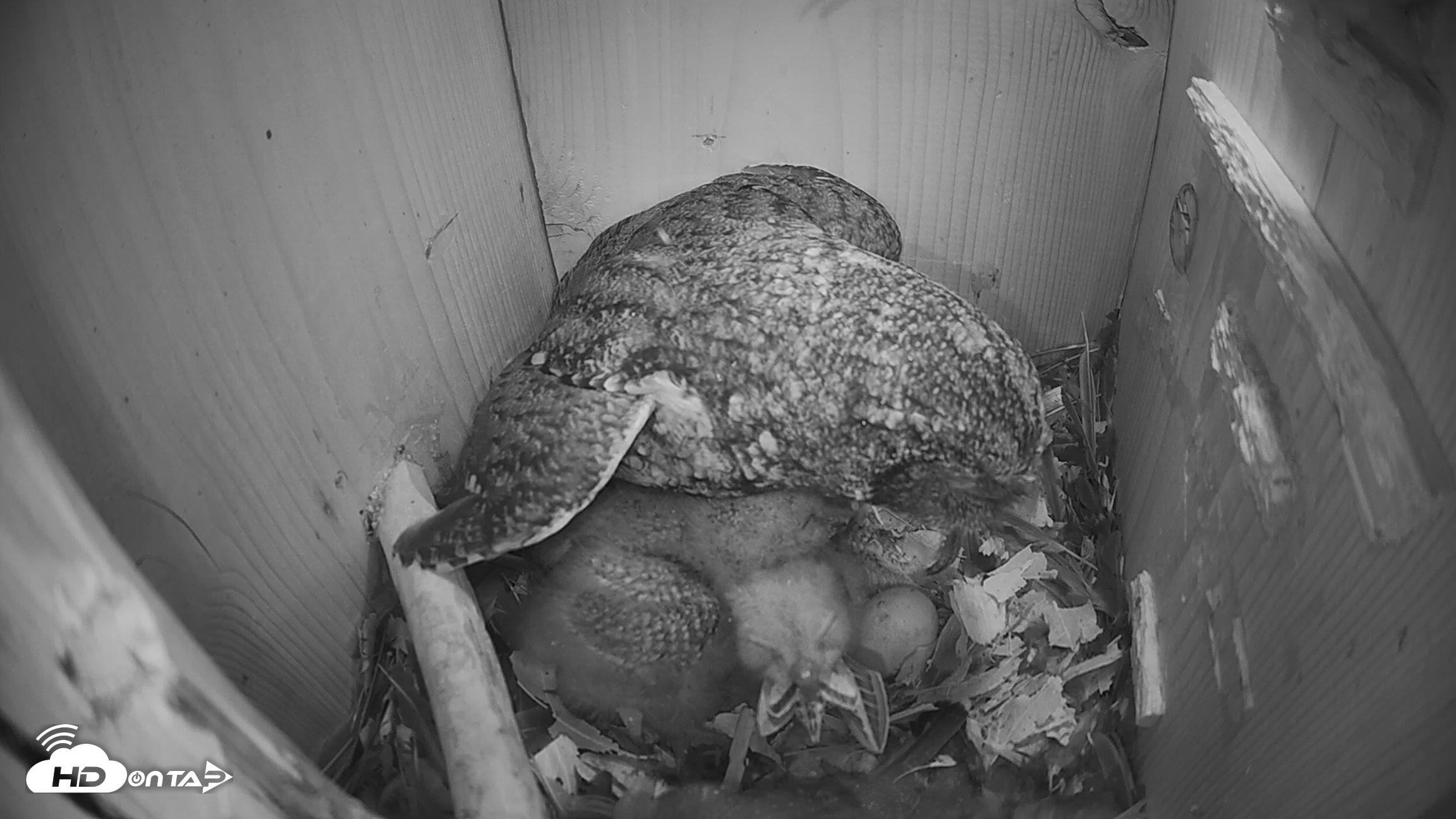 Snapshot of Eastern Screech Owl Nest Box Live Webcam taken Mar 28, 2026, 8:54pm CDT