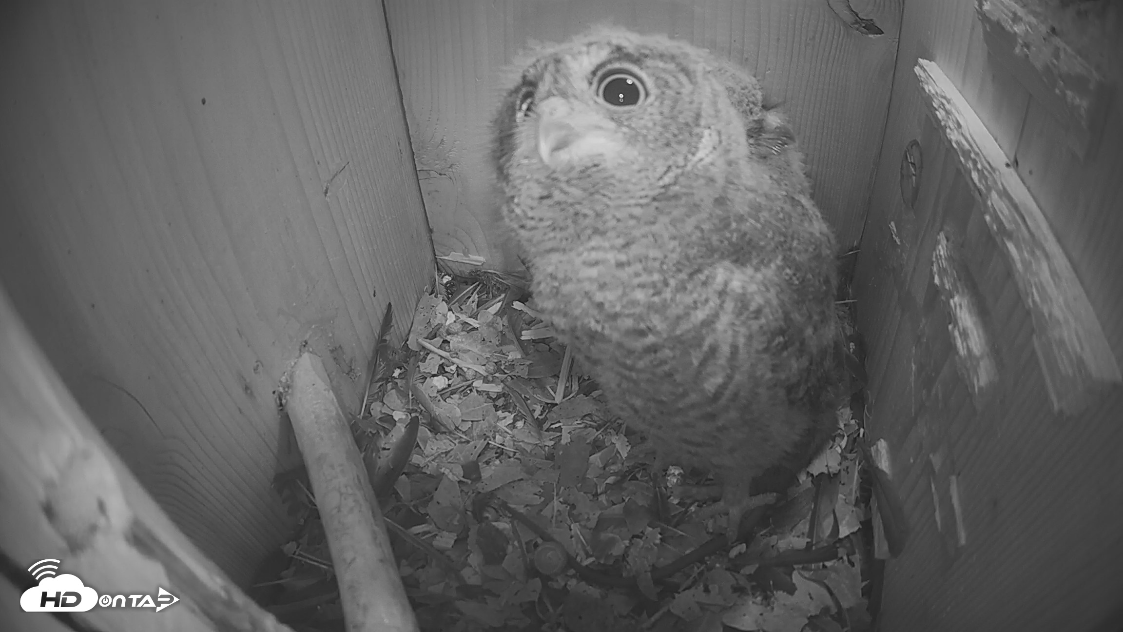 Snapshot of Eastern Screech Owl Nest Box Live Webcam taken Apr 17, 2026, 6:41am CDT