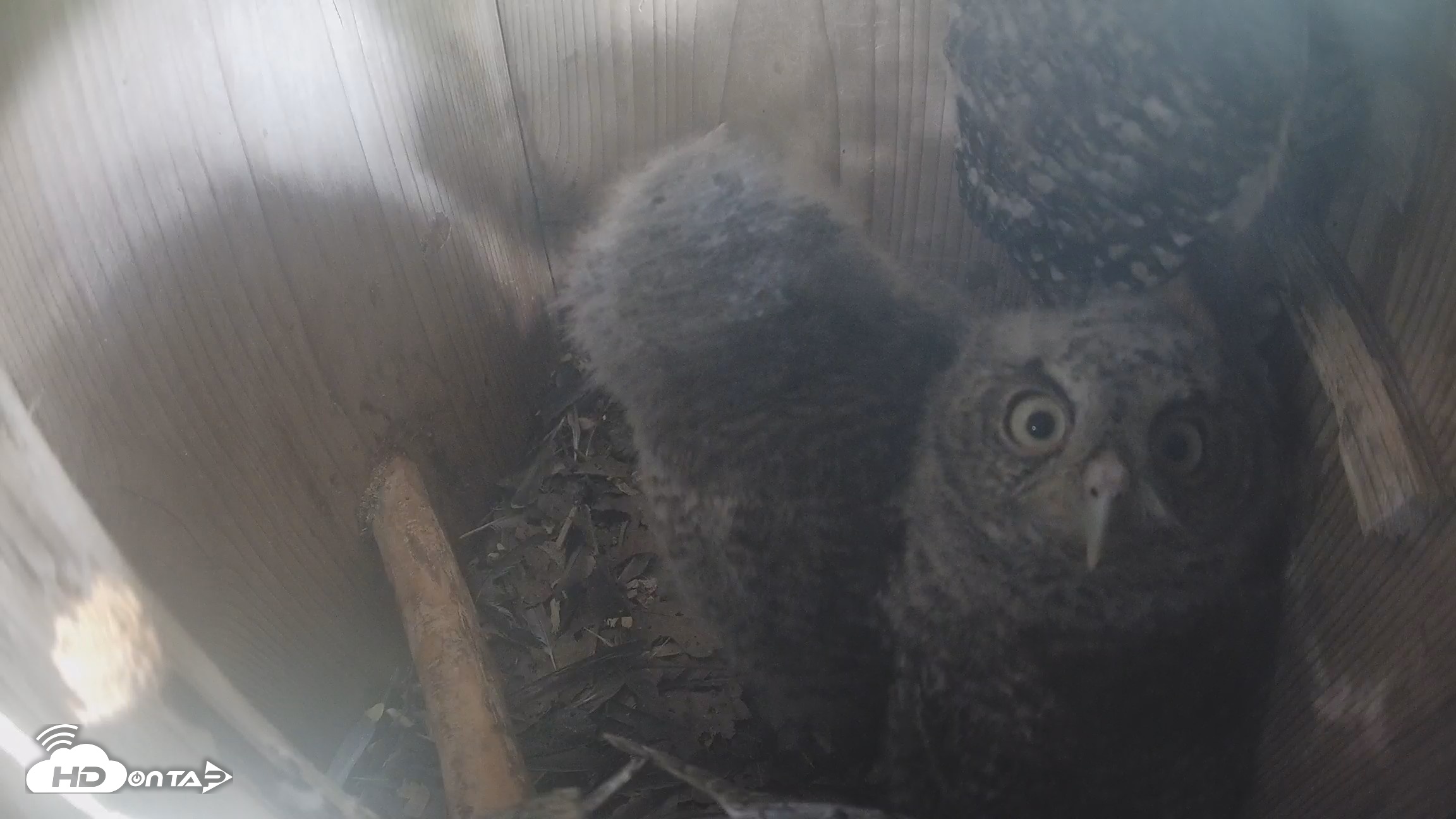 Snapshot of Eastern Screech Owl Nest Box Live Webcam taken Apr 17, 2026, 4:24pm CDT
