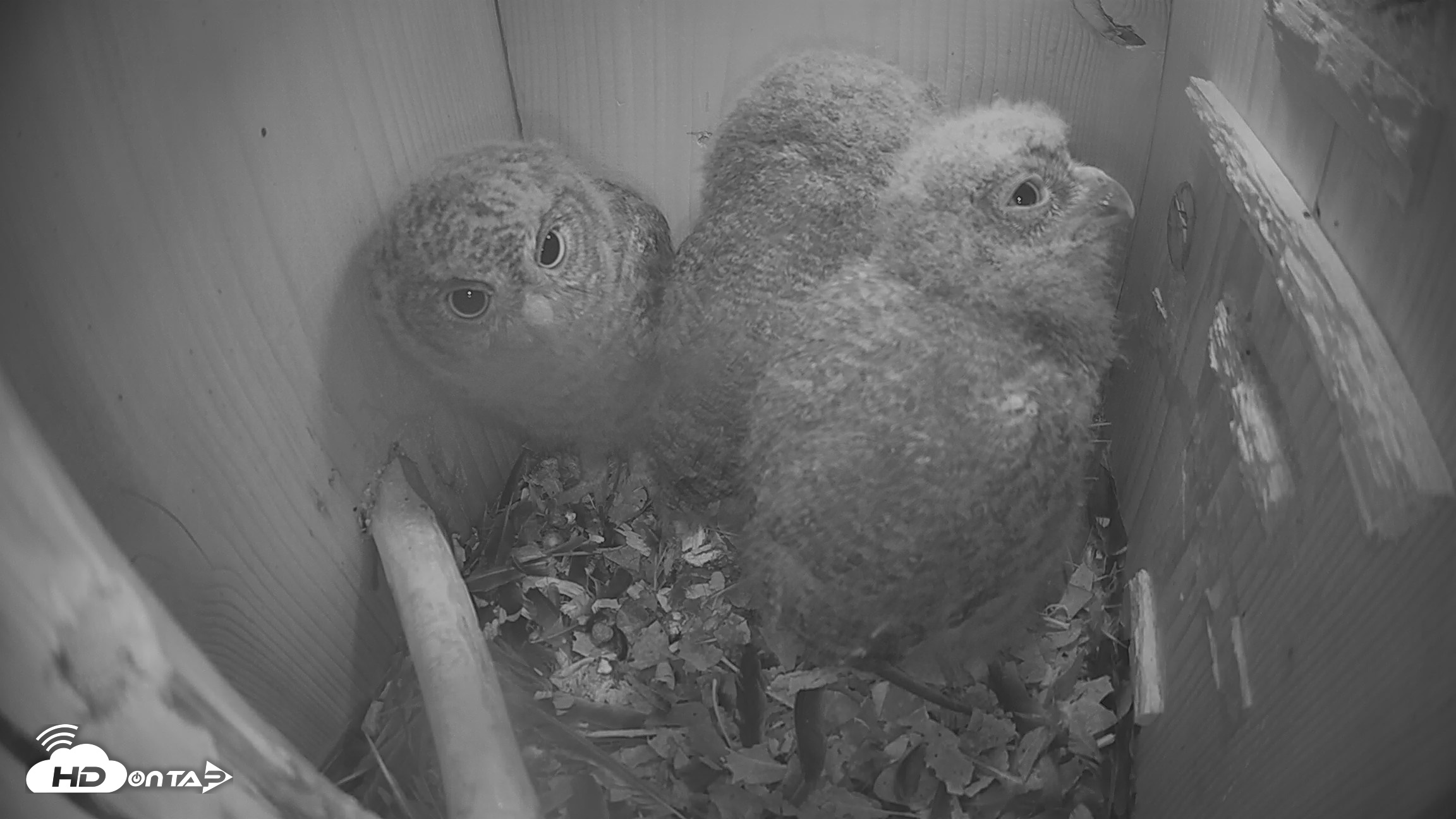 Snapshot of Eastern Screech Owl Nest Box Live Webcam taken Apr 14, 2026, 2:25am CDT