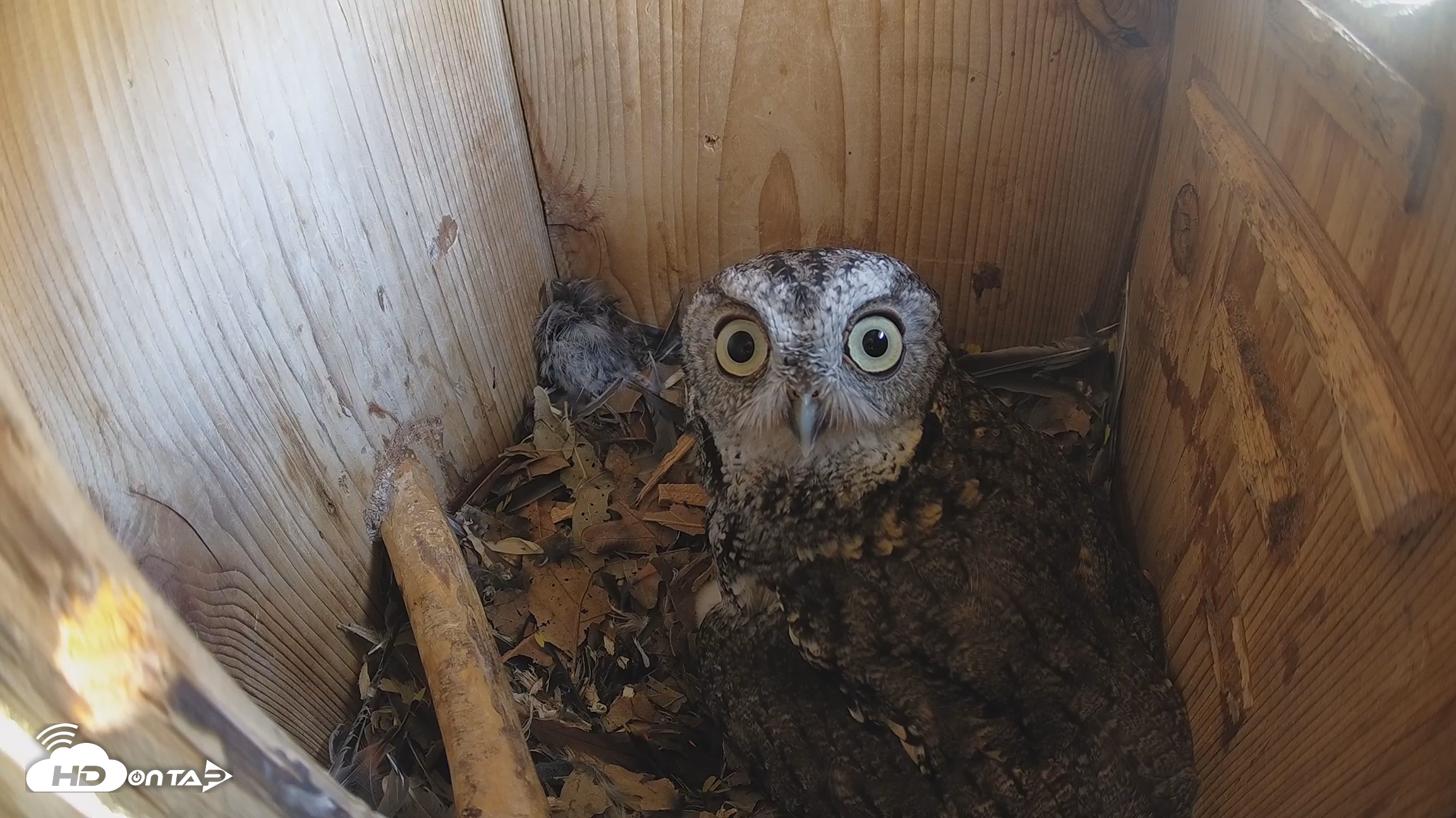 Snapshot of Eastern Screech Owl Nest Box Live Webcam taken Mar 19, 2026, 2:04pm CDT