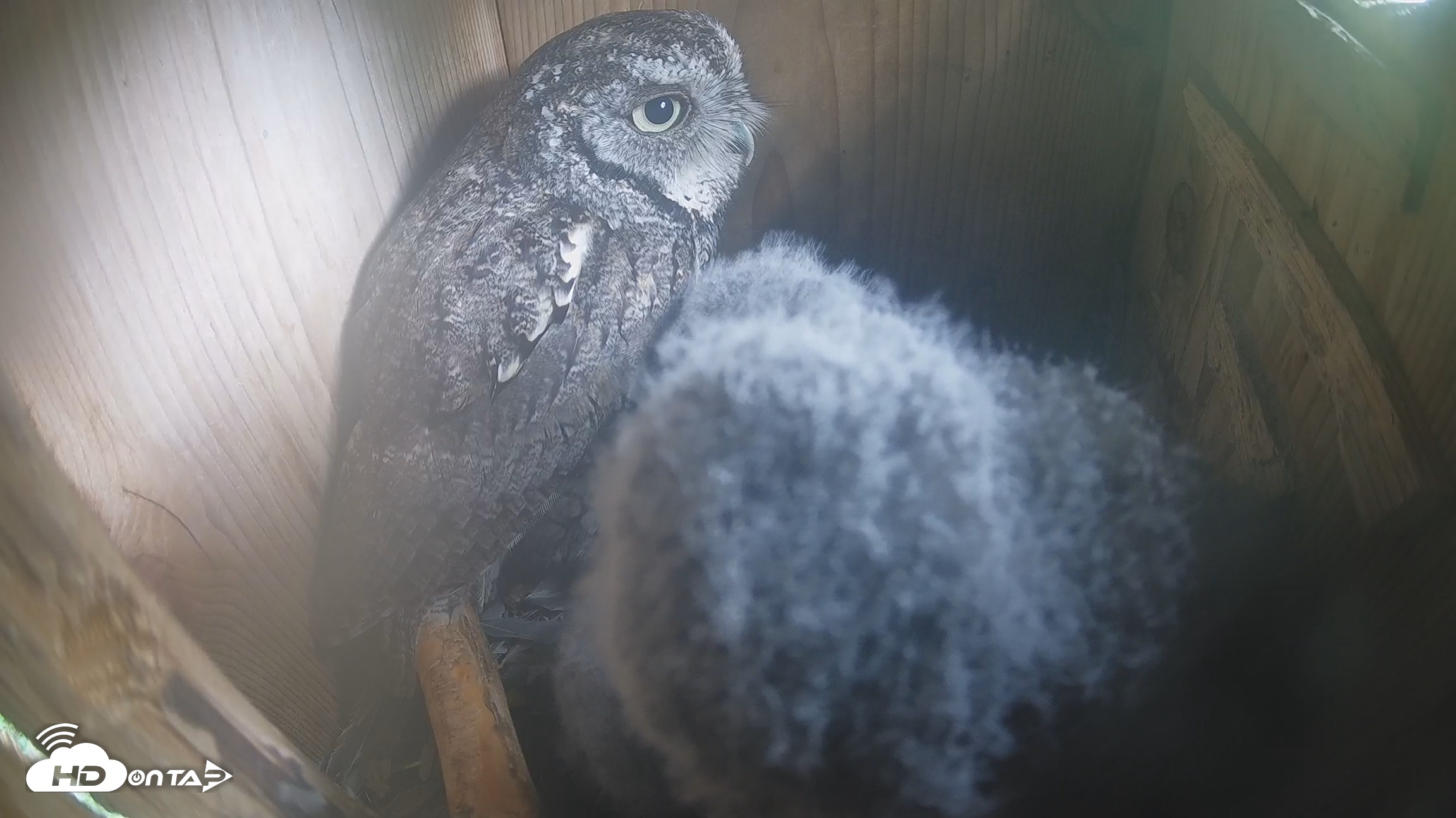 Snapshot of Eastern Screech Owl Nest Box Live Webcam taken Apr 11, 2026, 10:50am CDT
