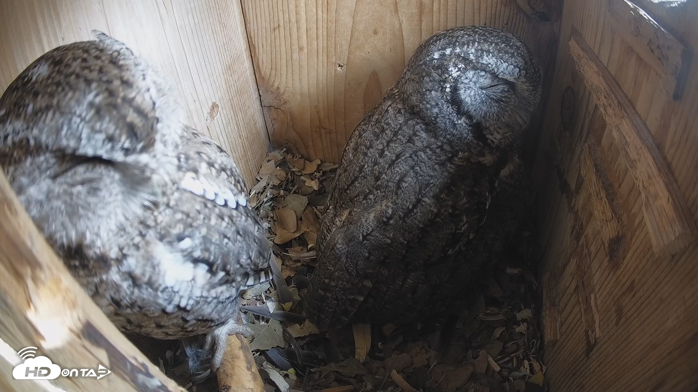 Snapshot of Eastern Screech Owl Nest Box Live Webcam taken Feb 13, 2026, 3:16pm CST