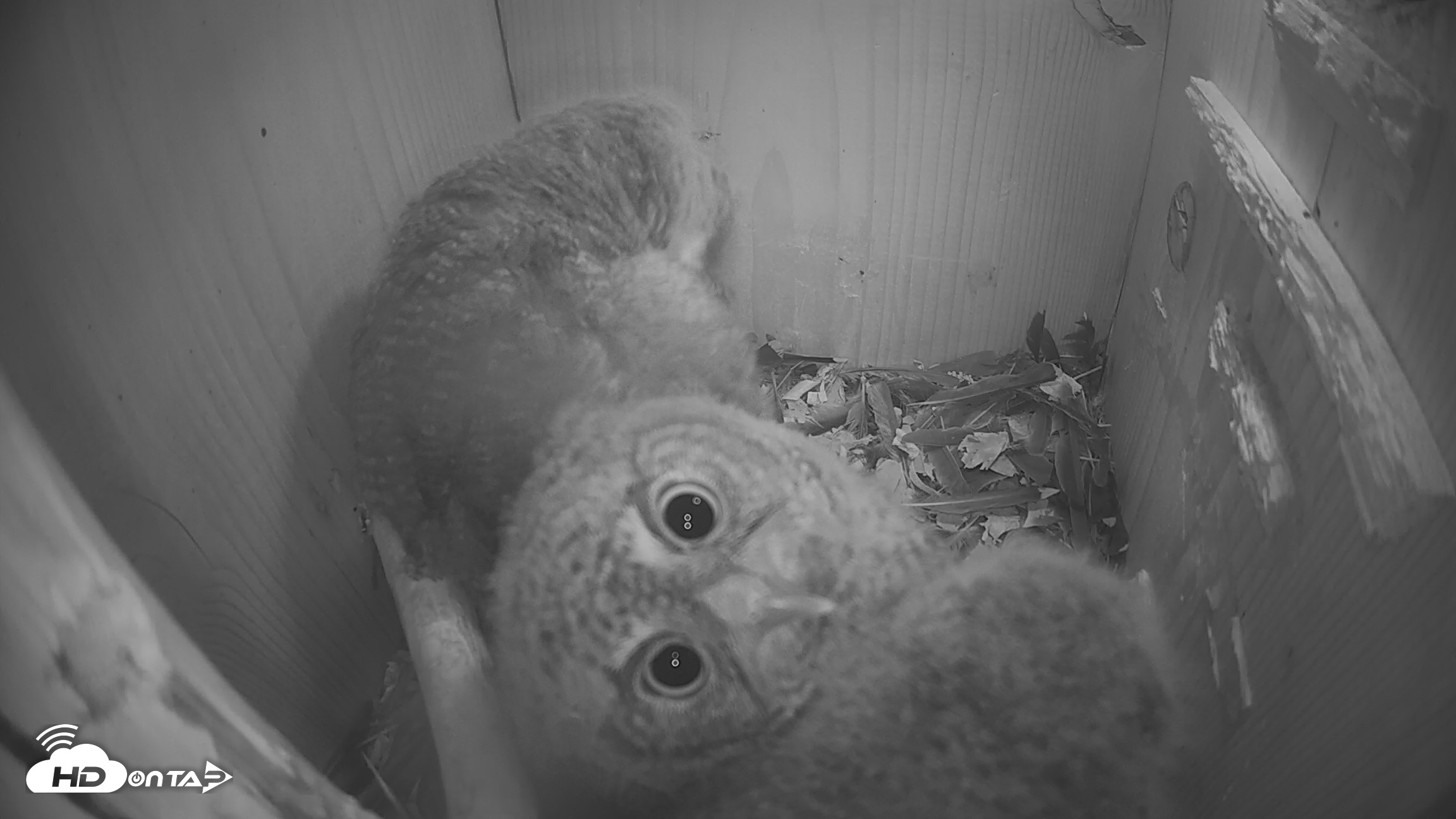 Snapshot of Eastern Screech Owl Nest Box Live Webcam taken Apr 14, 2026, 2:26am CDT