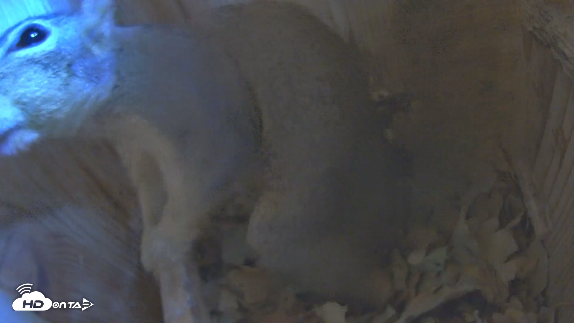 Snapshot of Eastern Screech Owl Nest Box Live Webcam taken Oct 13, 2025, 9:14pm CDT