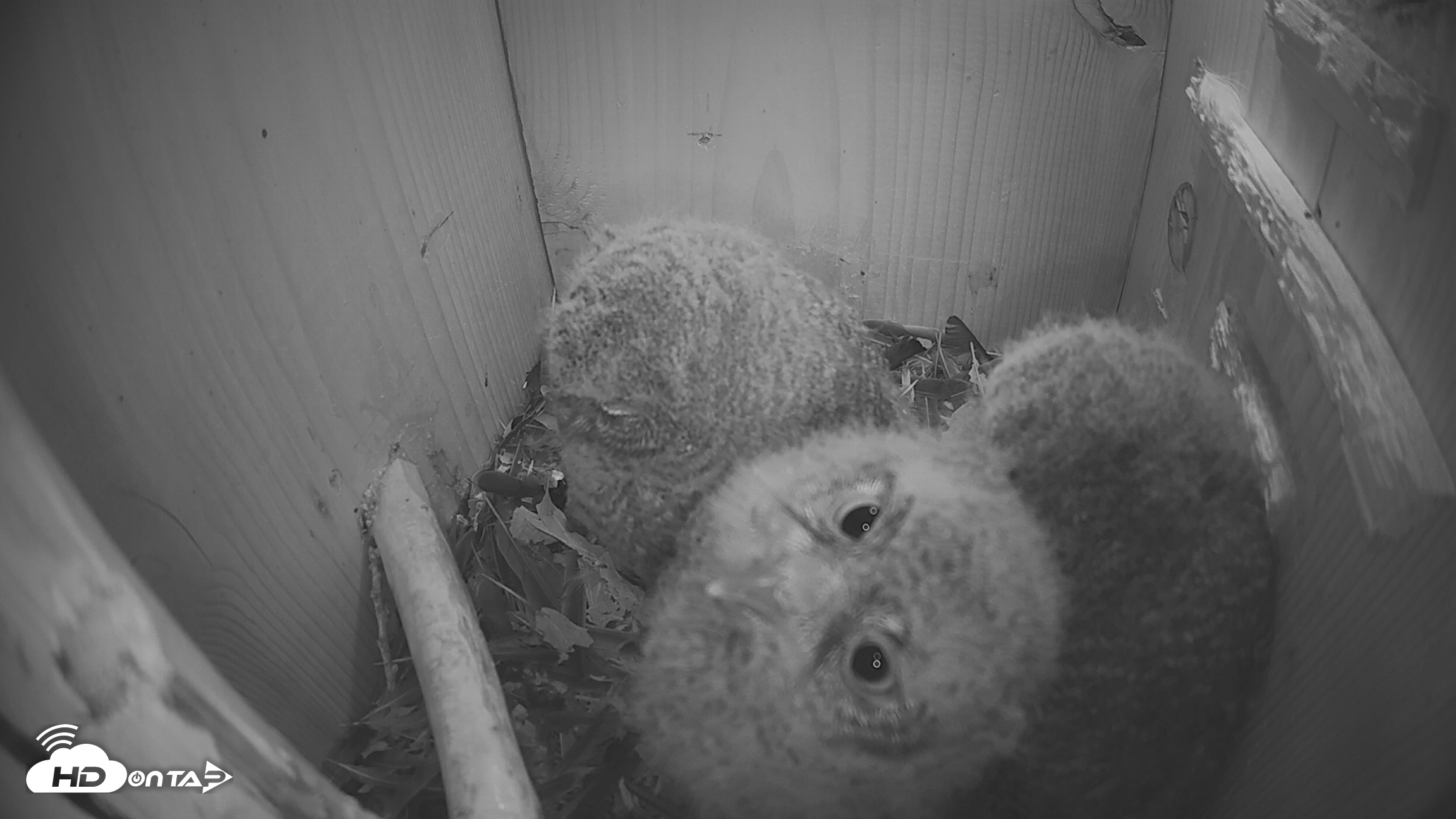Snapshot of Eastern Screech Owl Nest Box Live Webcam taken Apr 13, 2026, 6:19am CDT