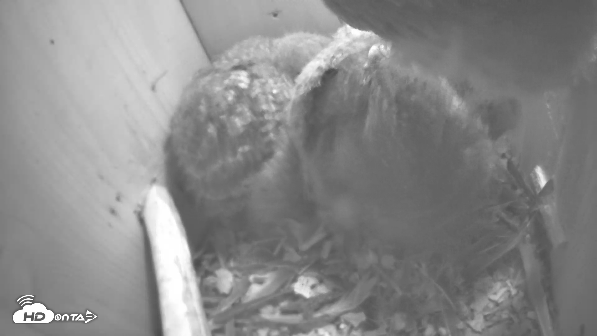 Snapshot of Eastern Screech Owl Nest Box Live Webcam taken Apr 24, 2025, 8:49pm CDT