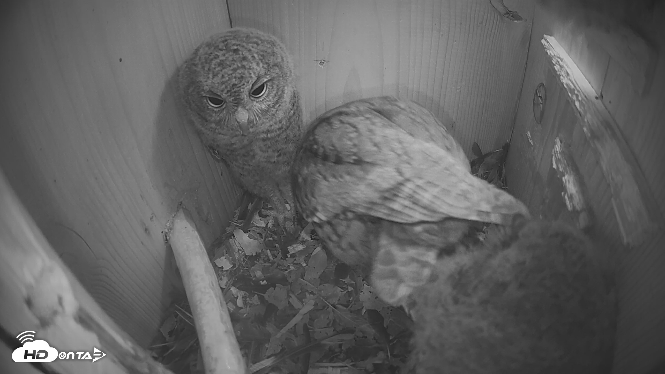 Snapshot of Eastern Screech Owl Nest Box Live Webcam taken Apr 17, 2026, 6:38am CDT