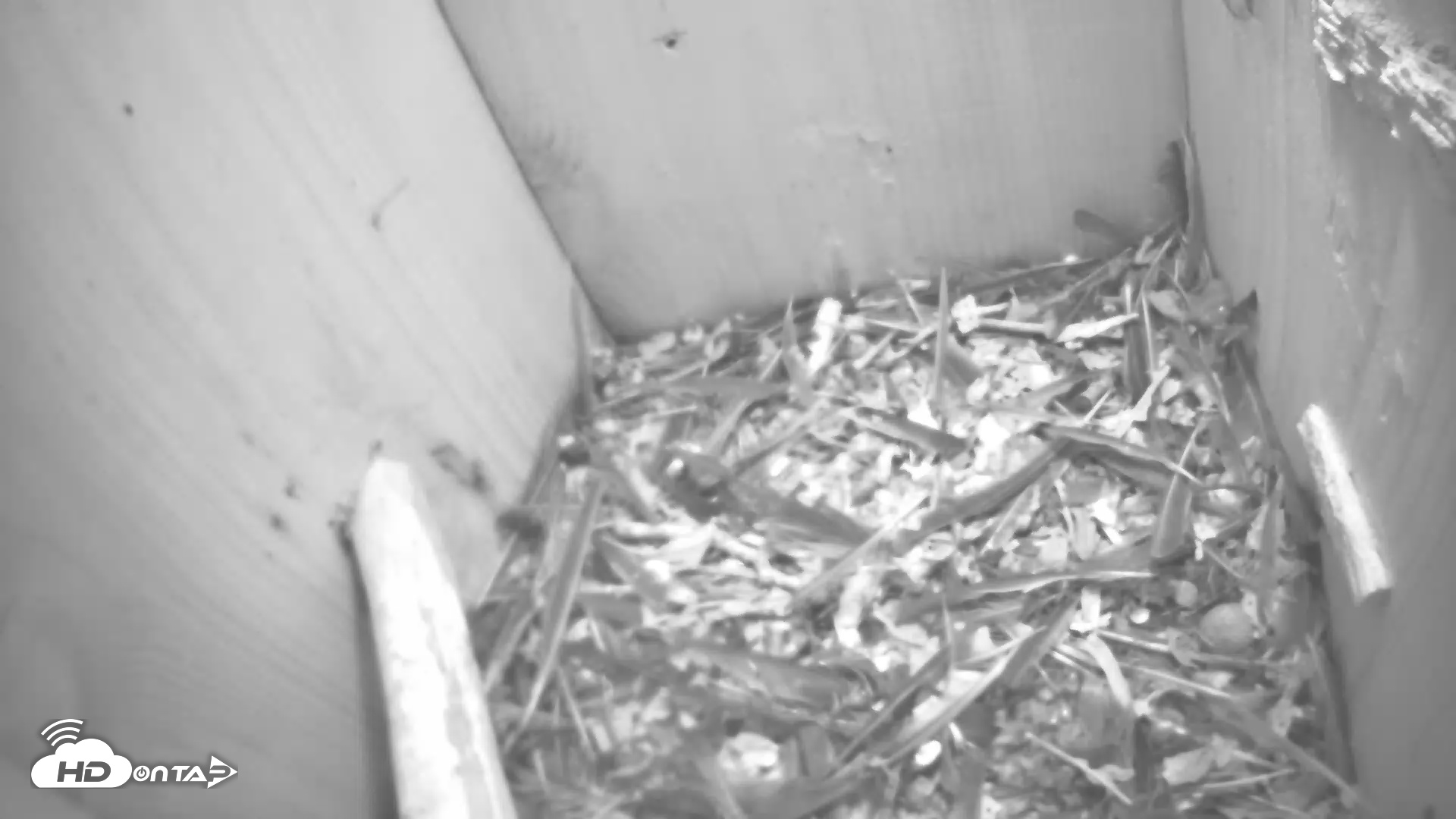 Snapshot of Eastern Screech Owl Nest Box Live Webcam taken May 3, 2025, 8:30am CDT