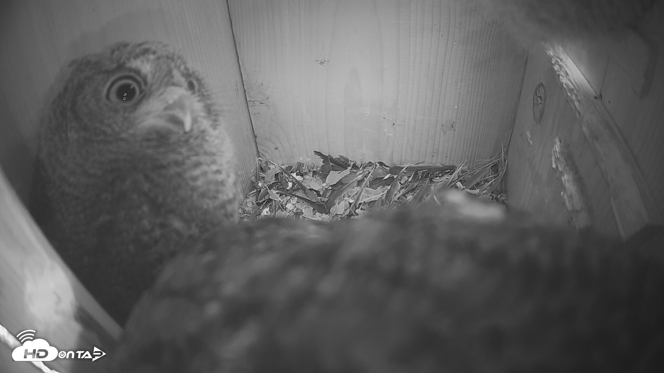 Snapshot of Eastern Screech Owl Nest Box Live Webcam taken Apr 20, 2026, 9:29am CDT