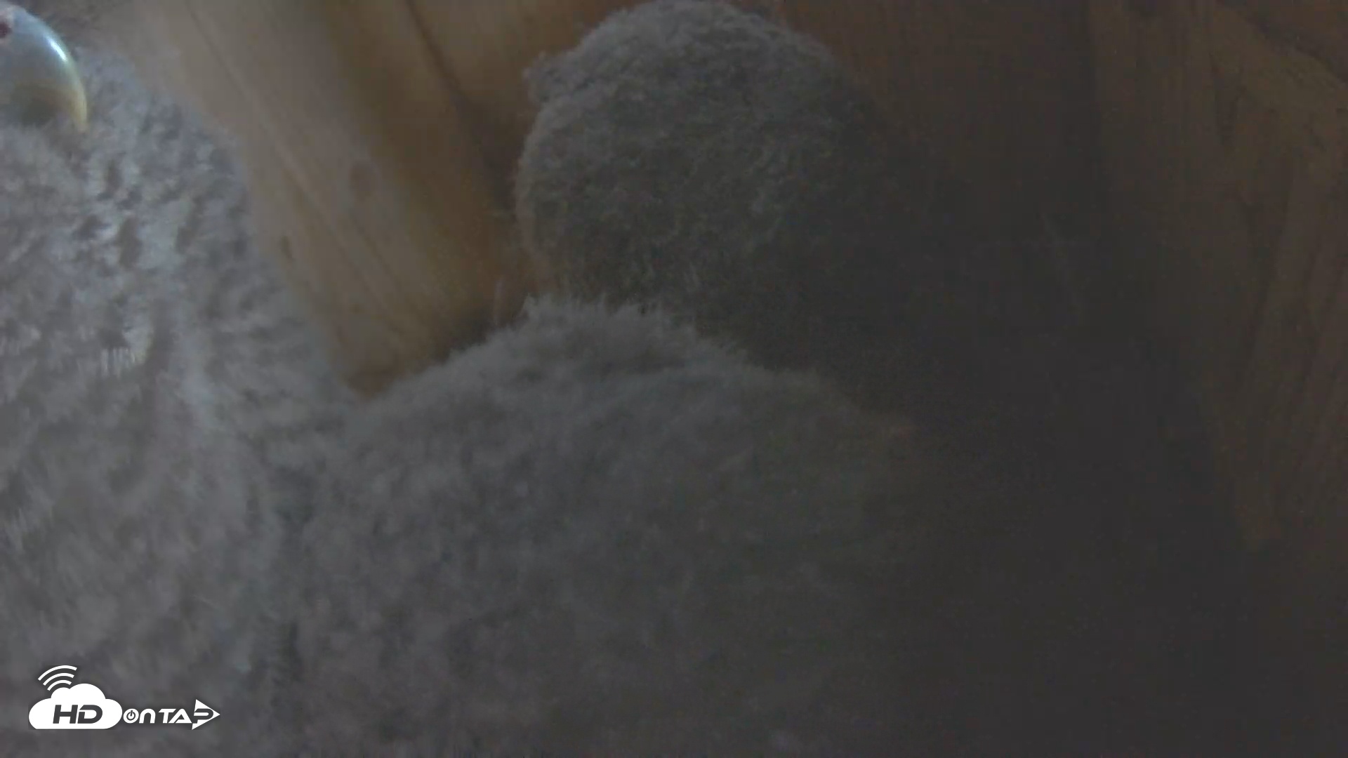 Snapshot of Eastern Screech Owl Nest Box Live Webcam taken Apr 28, 2025, 7:08am CDT