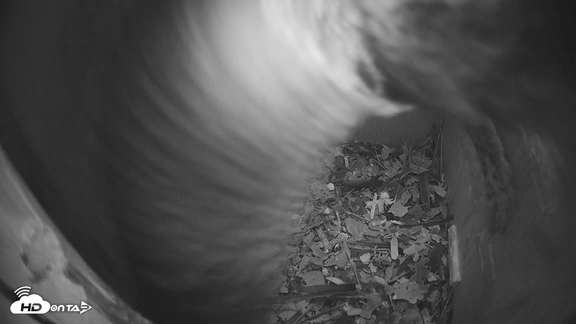 Snapshot of Eastern Screech Owl Nest Box Live Webcam taken Apr 22, 2026, 8:55pm CDT