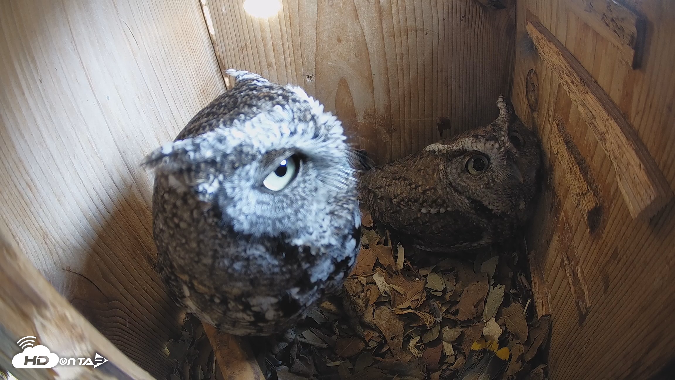Snapshot of Eastern Screech Owl Nest Box Live Webcam taken Feb 9, 2026, 1:19pm CST