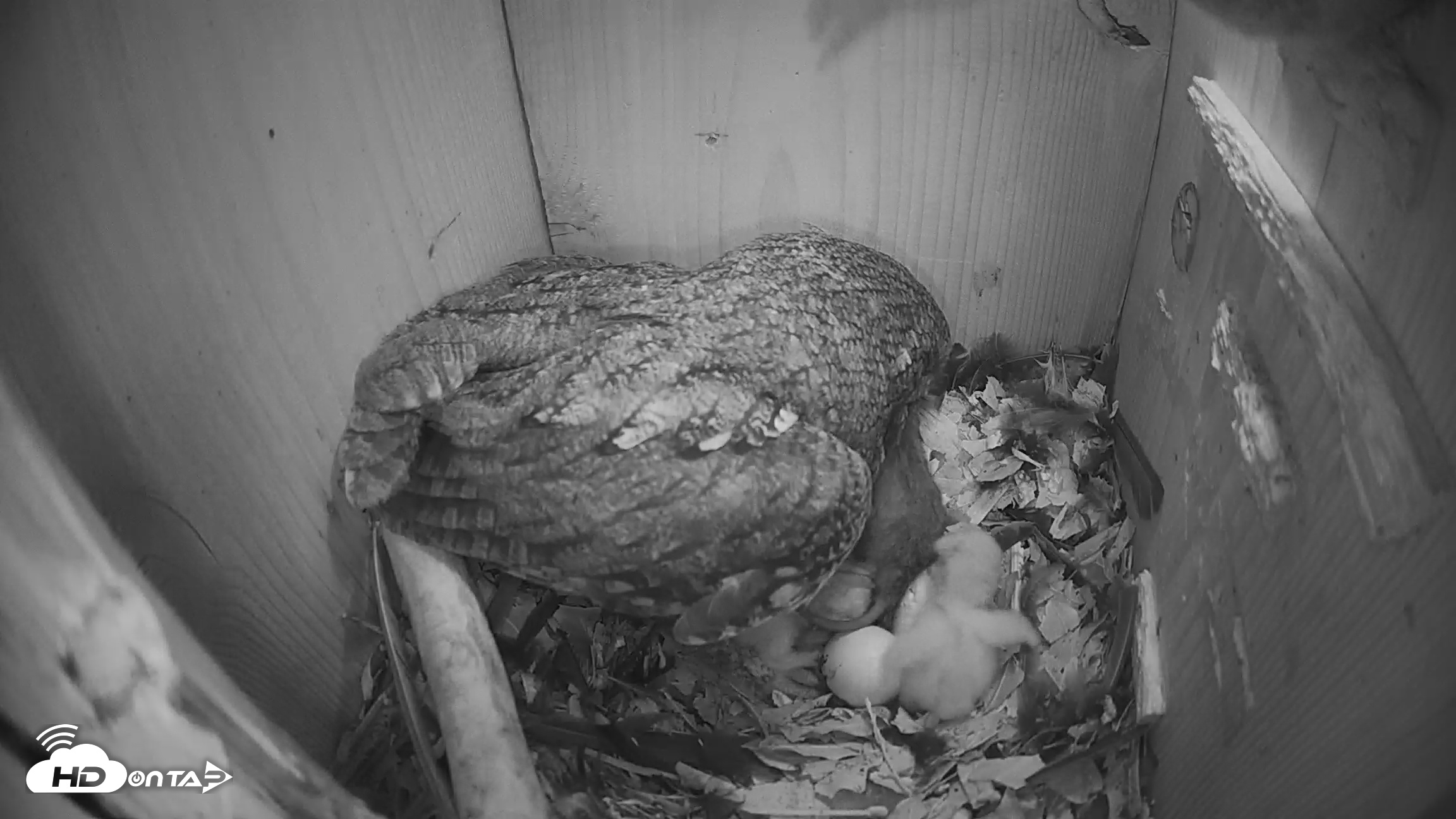 Snapshot of Eastern Screech Owl Nest Box Live Webcam taken Mar 18, 2026, 11:47pm CDT