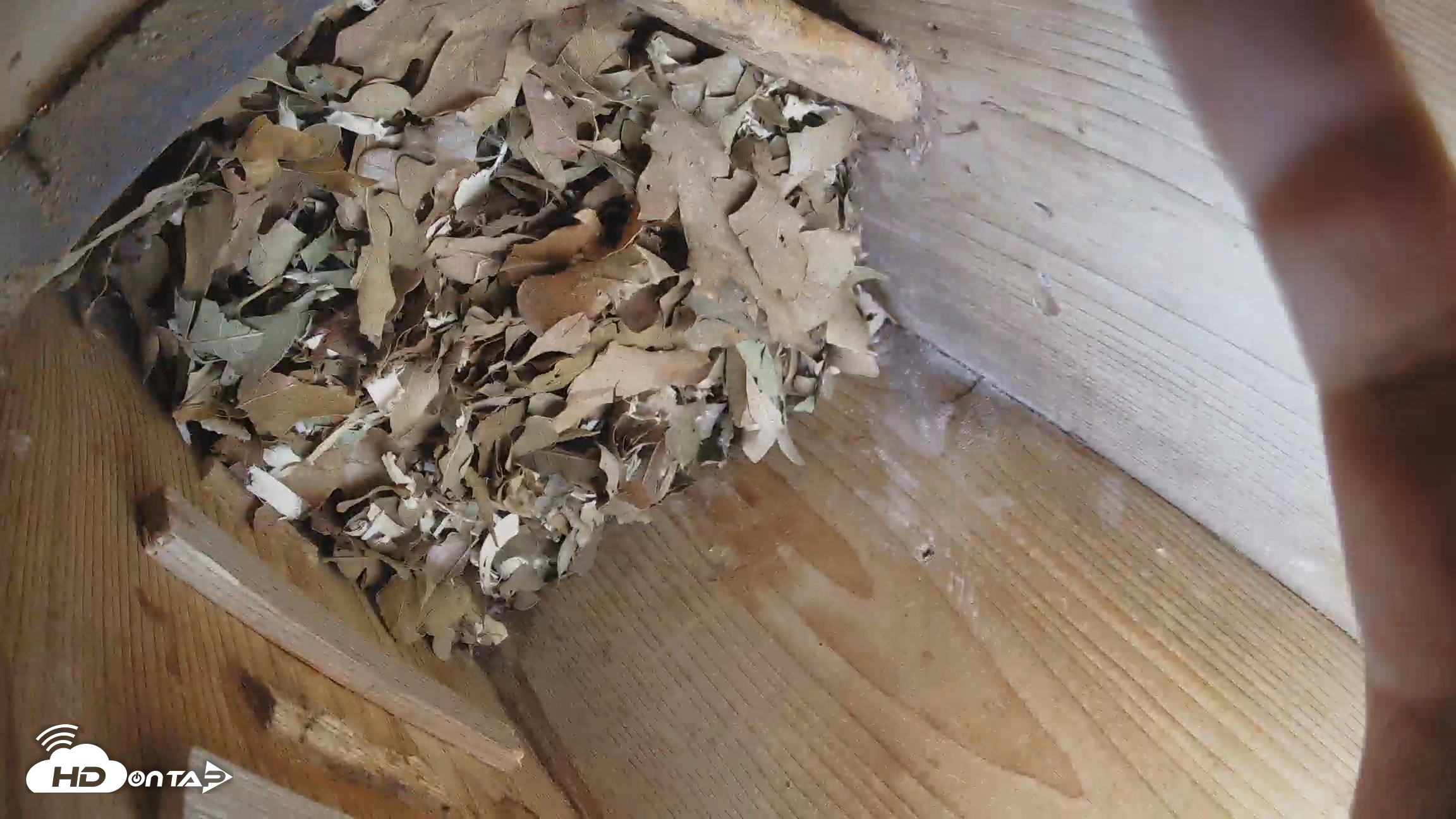 Snapshot of Eastern Screech Owl Nest Box Live Webcam taken Dec 26, 2025, 6:24pm CST