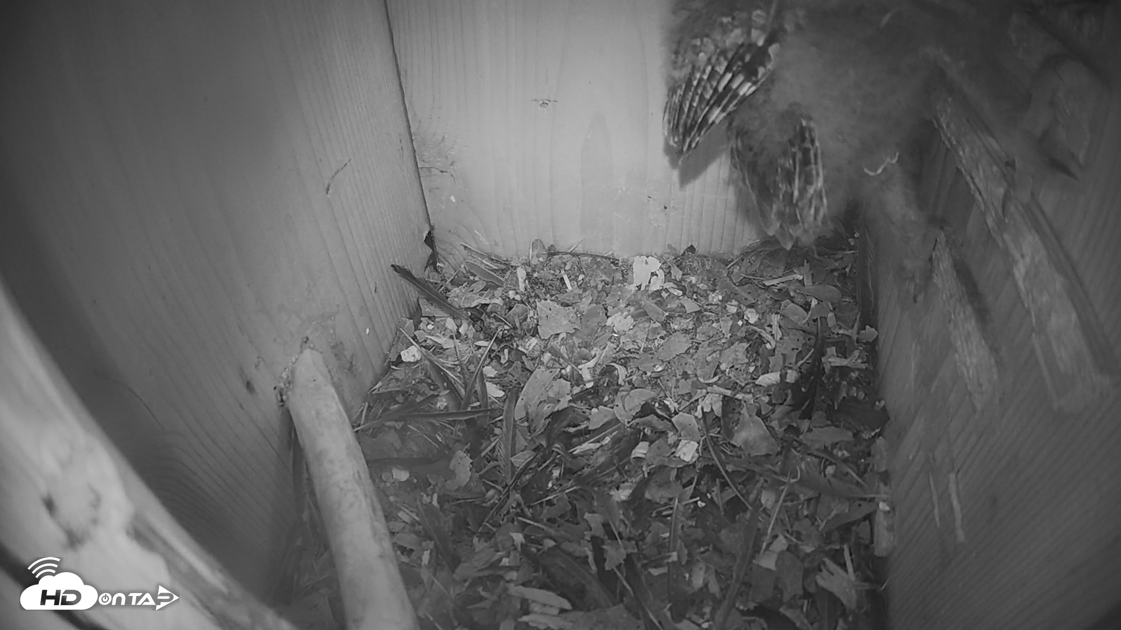 Snapshot of Eastern Screech Owl Nest Box Live Webcam taken Apr 21, 2026, 8:21pm CDT
