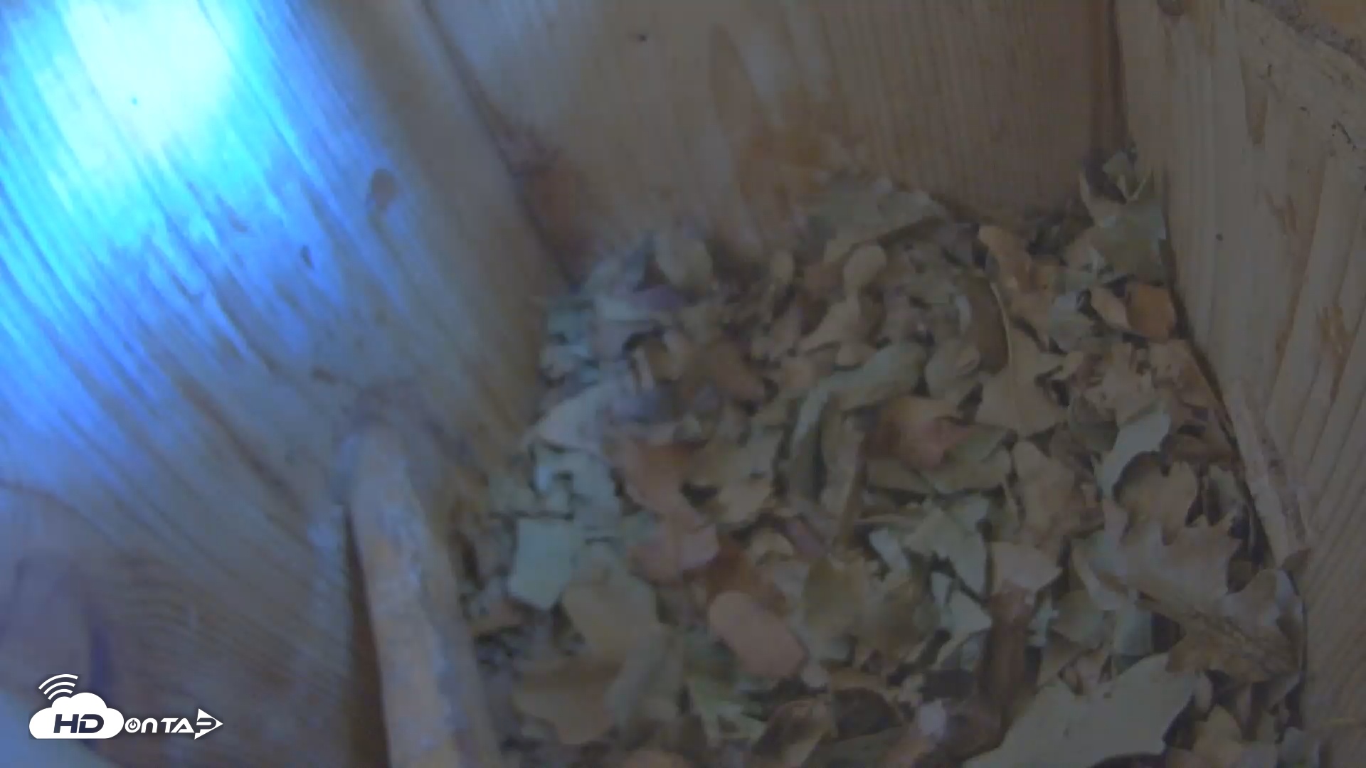 Snapshot of Eastern Screech Owl Nest Box Live Webcam taken Oct 13, 2025, 10:44am CDT