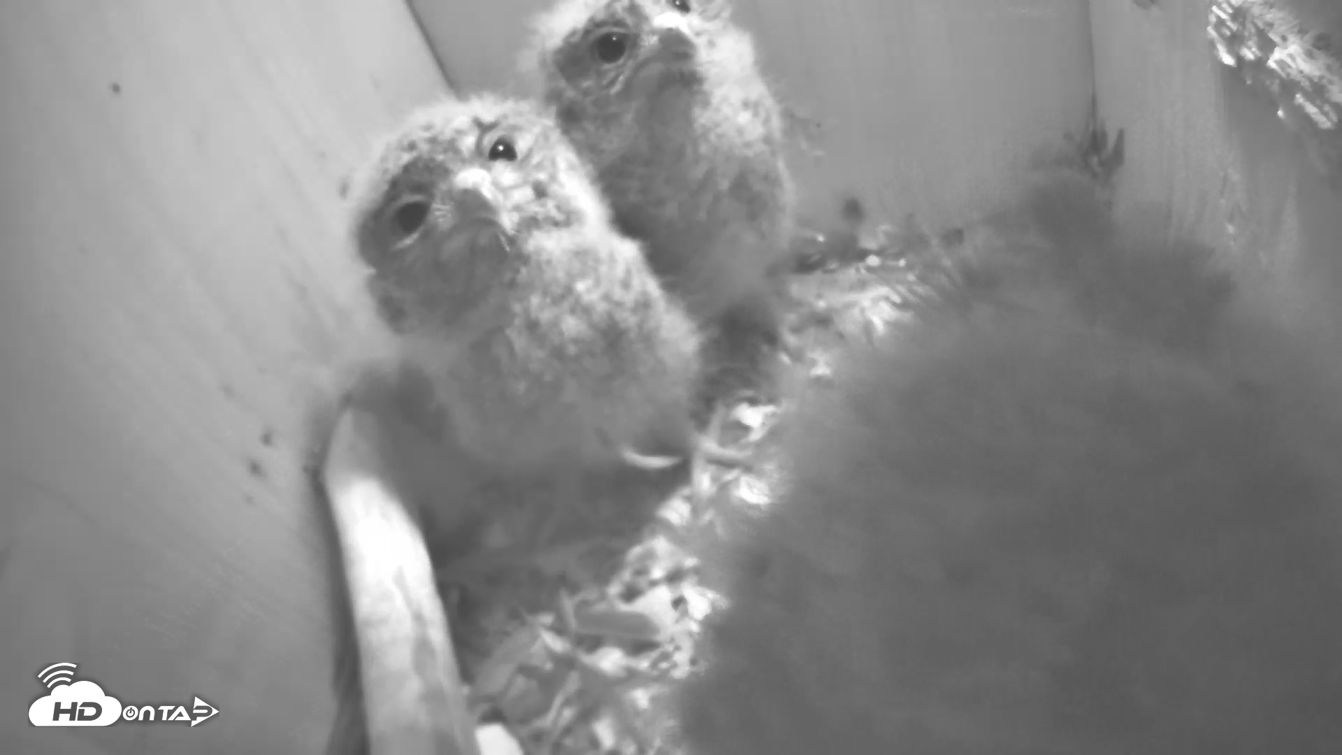 Snapshot of Eastern Screech Owl Nest Box Live Webcam taken Apr 18, 2025, 10:52pm CDT