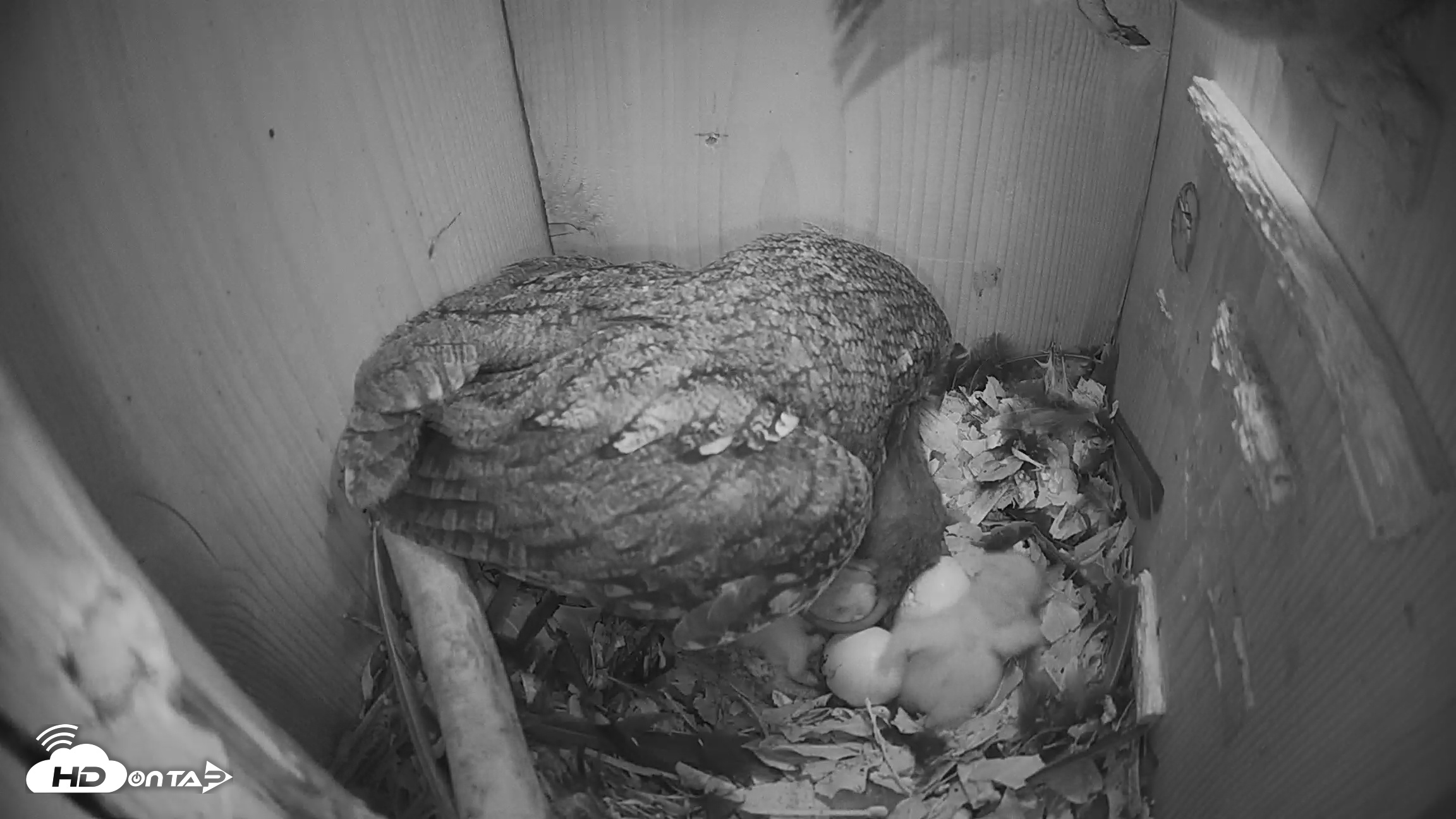 Snapshot of Eastern Screech Owl Nest Box Live Webcam taken Mar 19, 2026, 12:16am CDT