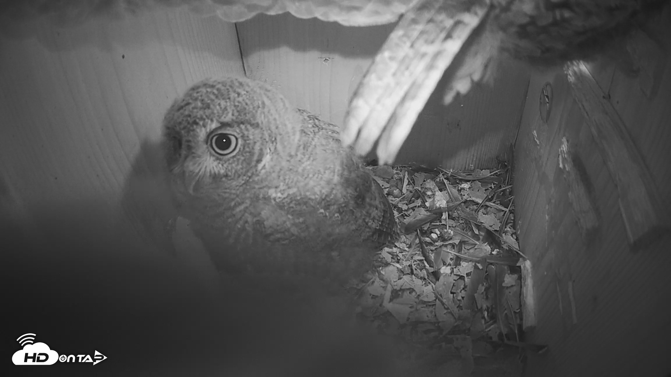 Snapshot of Eastern Screech Owl Nest Box Live Webcam taken Apr 22, 2026, 3:33pm CDT