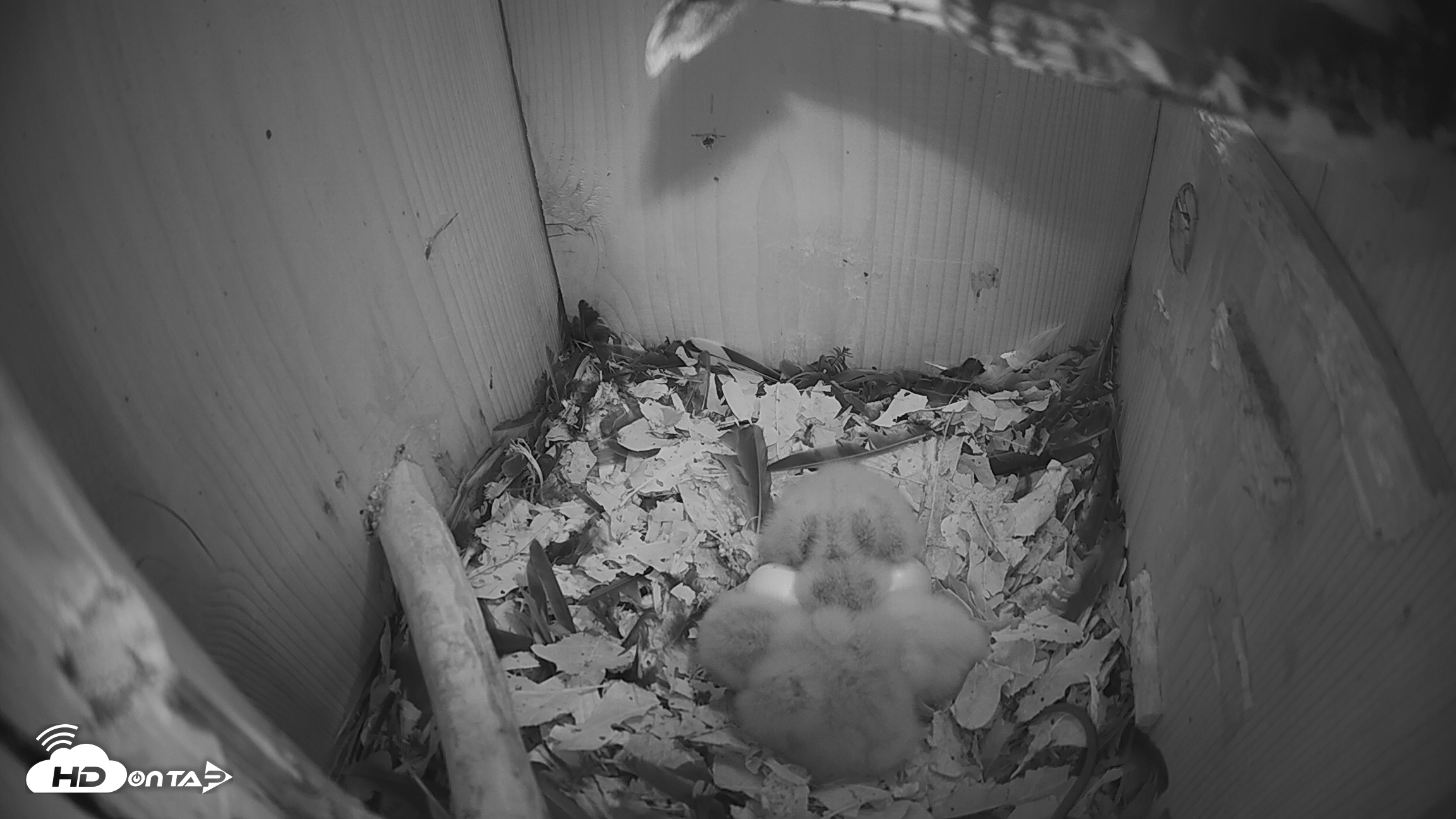 Snapshot of Eastern Screech Owl Nest Box Live Webcam taken Mar 24, 2026, 1:56am CDT