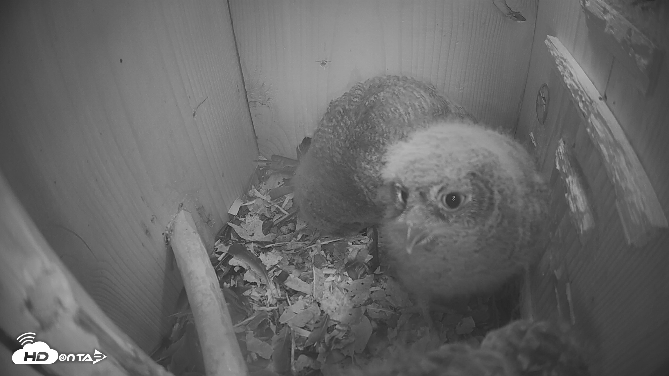 Snapshot of Eastern Screech Owl Nest Box Live Webcam taken Apr 14, 2026, 5:42am CDT