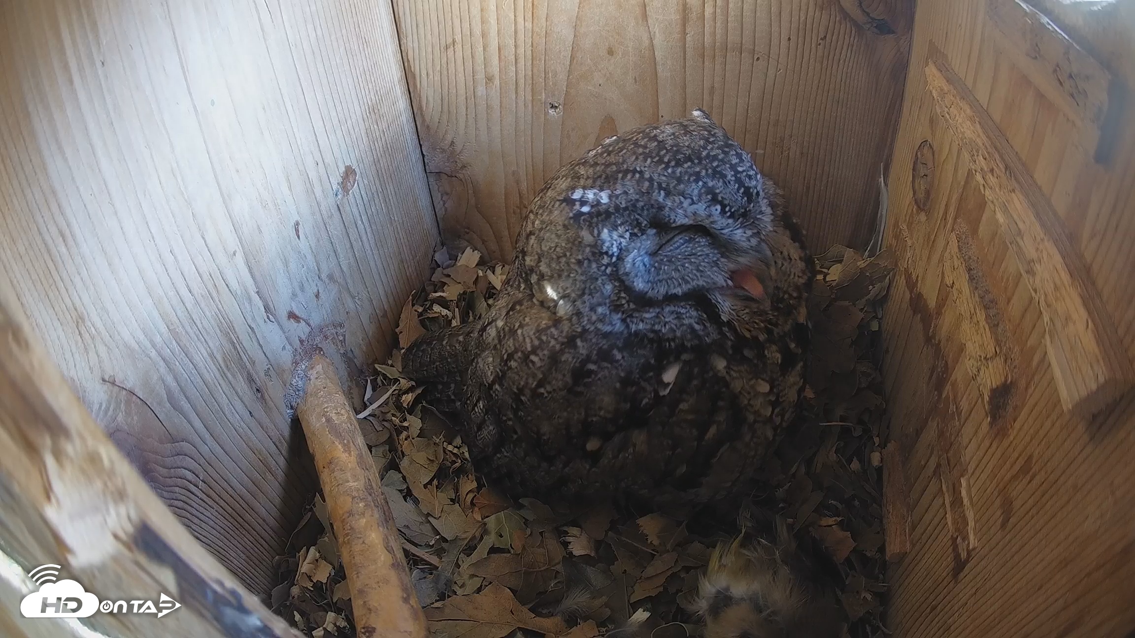 Snapshot of Eastern Screech Owl Nest Box Live Webcam taken Feb 11, 2026, 2:12pm CST