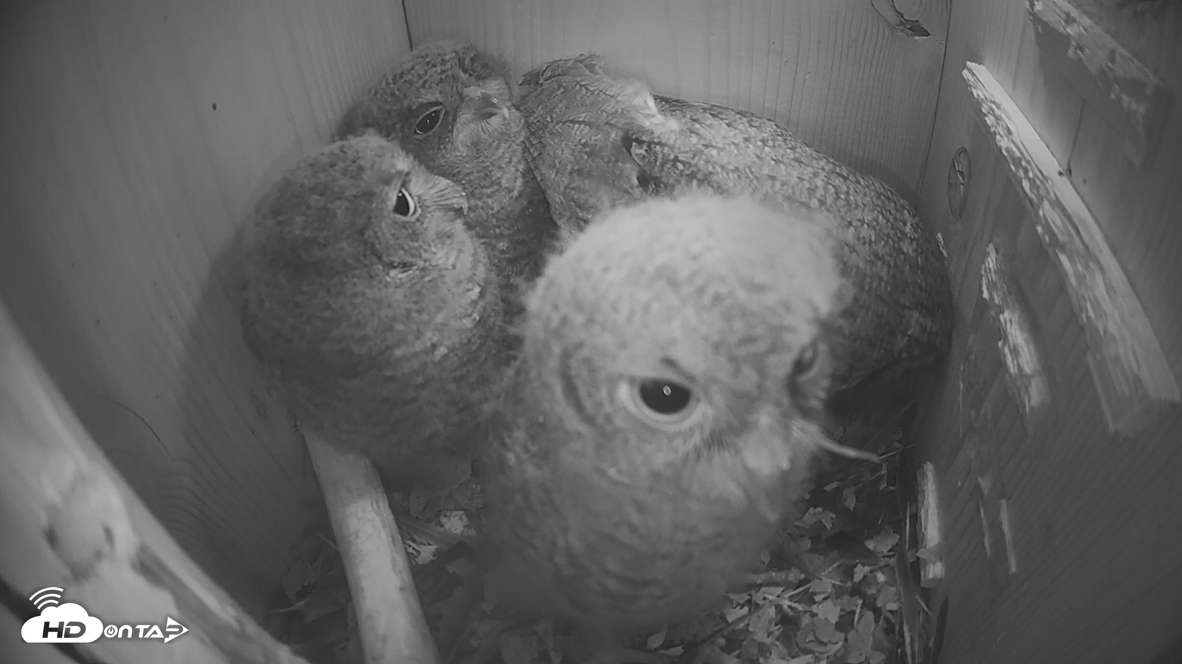 Snapshot of Eastern Screech Owl Nest Box Live Webcam taken Apr 17, 2026, 6:37am CDT