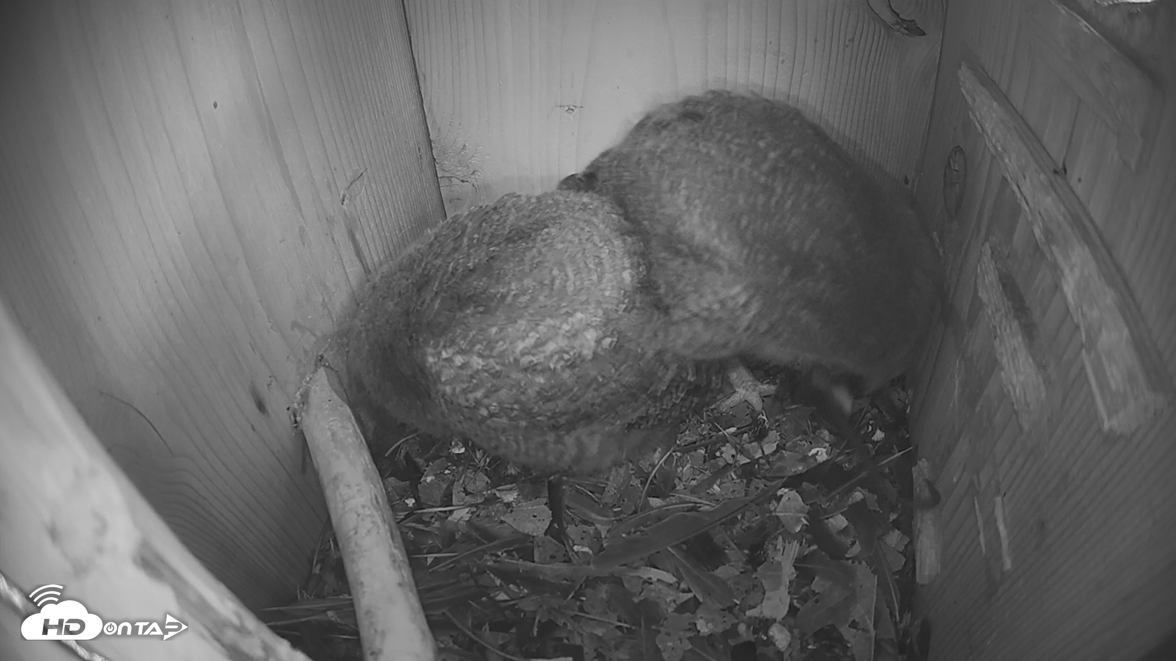Snapshot of Eastern Screech Owl Nest Box Live Webcam taken Apr 21, 2026, 1:23pm CDT