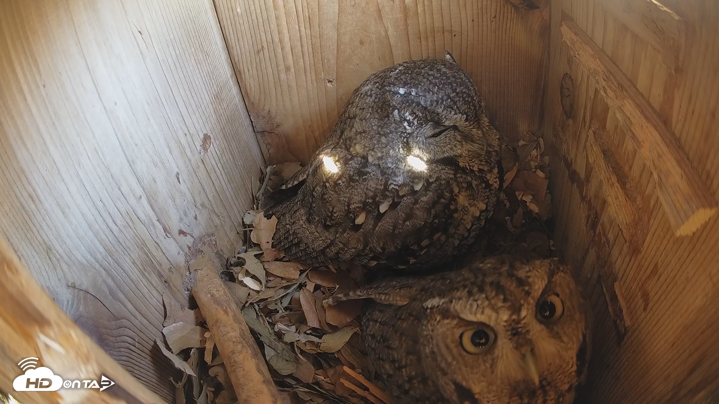 Snapshot of Eastern Screech Owl Nest Box Live Webcam taken Feb 7, 2026, 9:31am CST