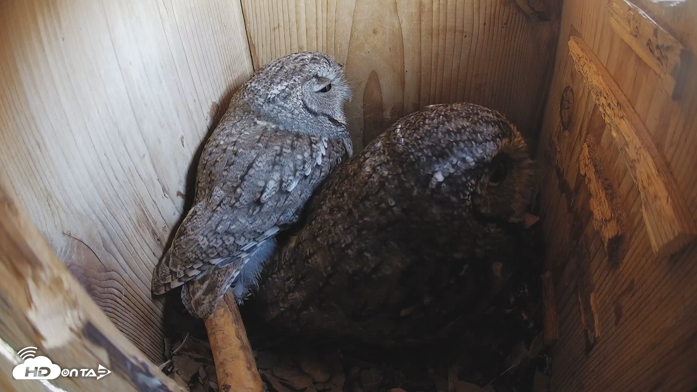Snapshot of Eastern Screech Owl Nest Box Live Webcam taken Feb 12, 2026, 2:42pm CST