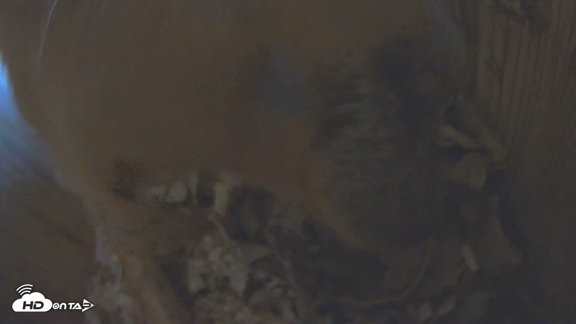 Snapshot of Eastern Screech Owl Nest Box Live Webcam taken Dec 20, 2025, 11:09am CST