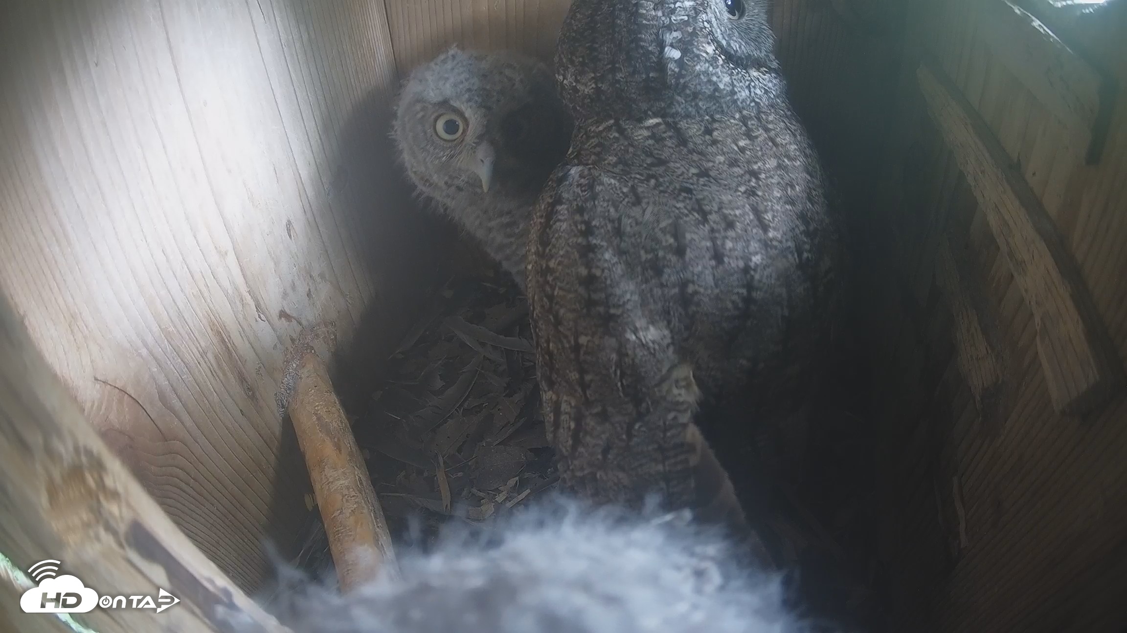 Snapshot of Eastern Screech Owl Nest Box Live Webcam taken Apr 15, 2026, 3:39pm CDT
