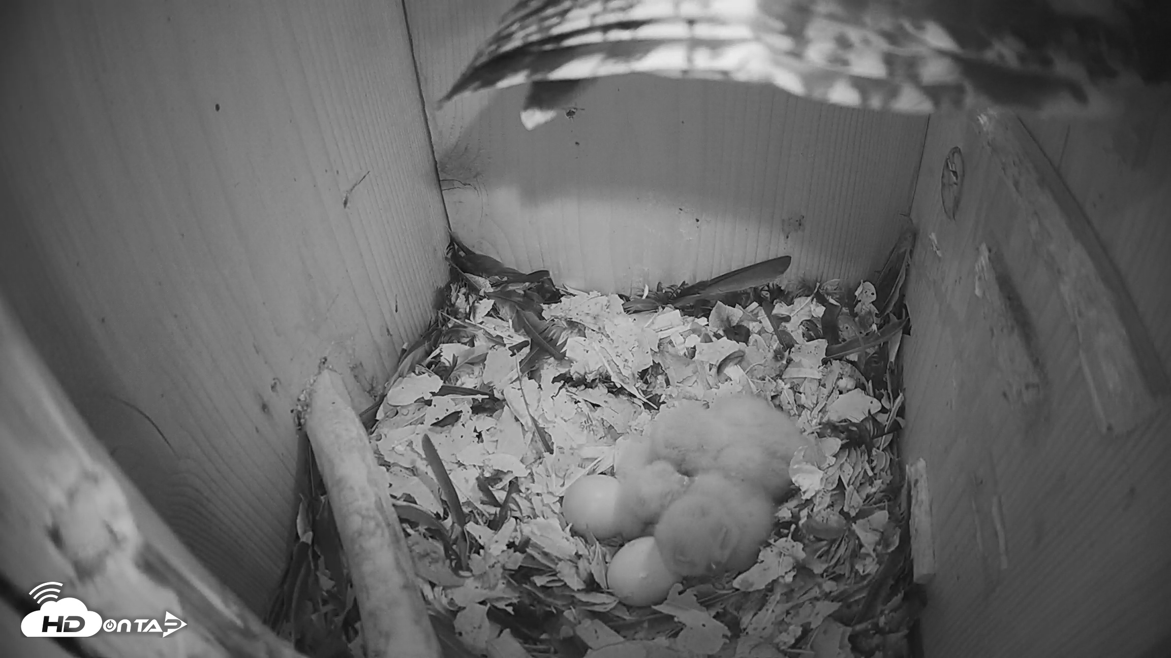 Snapshot of Eastern Screech Owl Nest Box Live Webcam taken Mar 22, 2026, 7:01am CDT