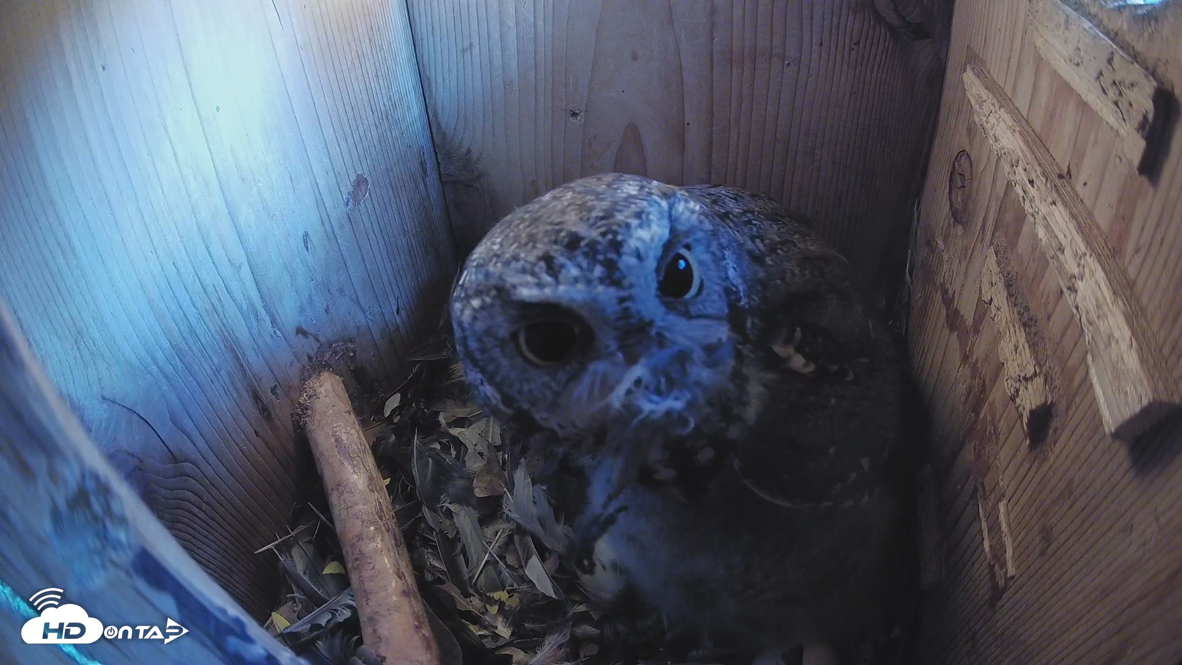 Snapshot of Eastern Screech Owl Nest Box Live Webcam taken Apr 6, 2026, 7:25am CDT