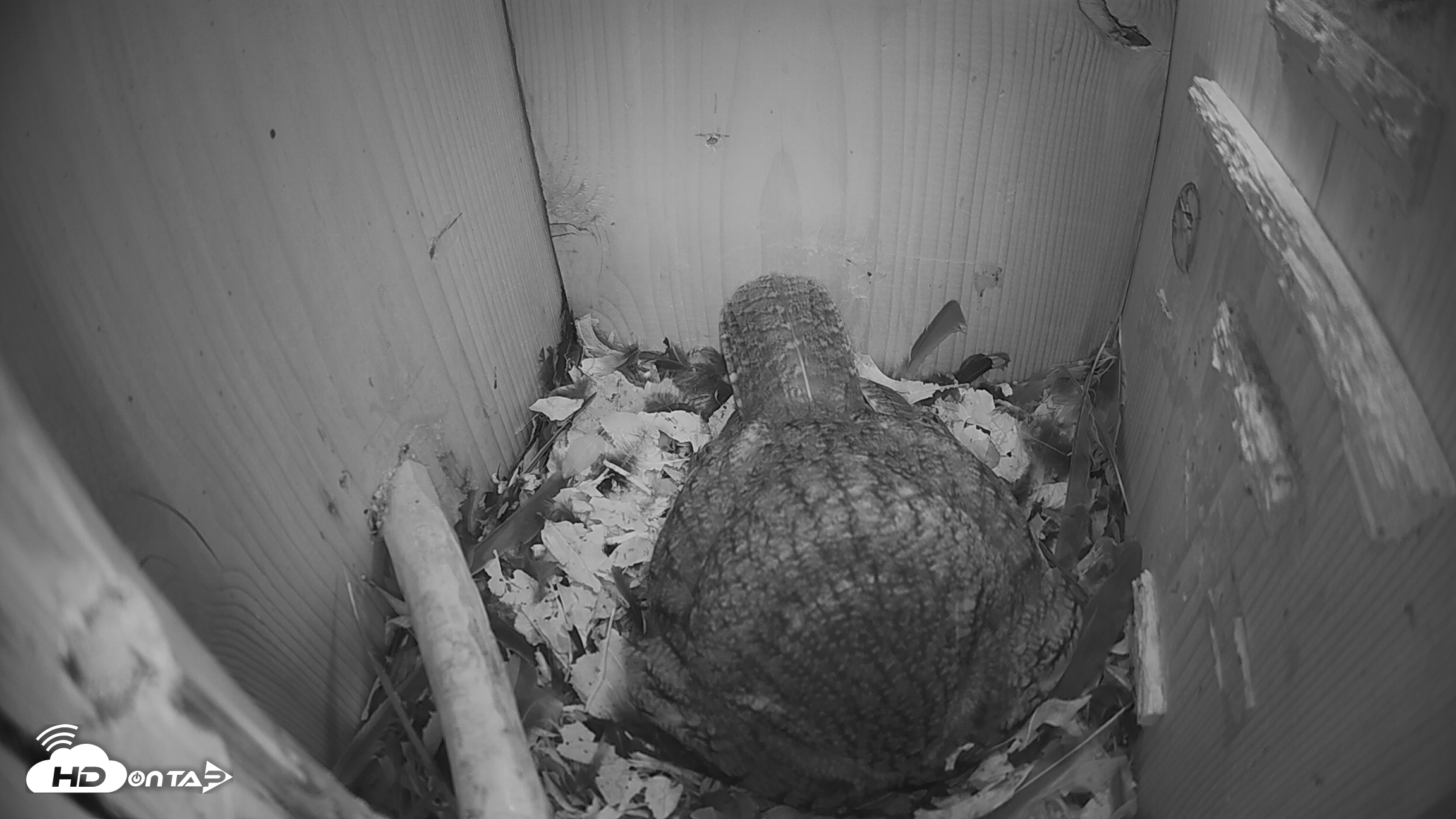 Snapshot of Eastern Screech Owl Nest Box Live Webcam taken Mar 17, 2026, 11:07pm CDT