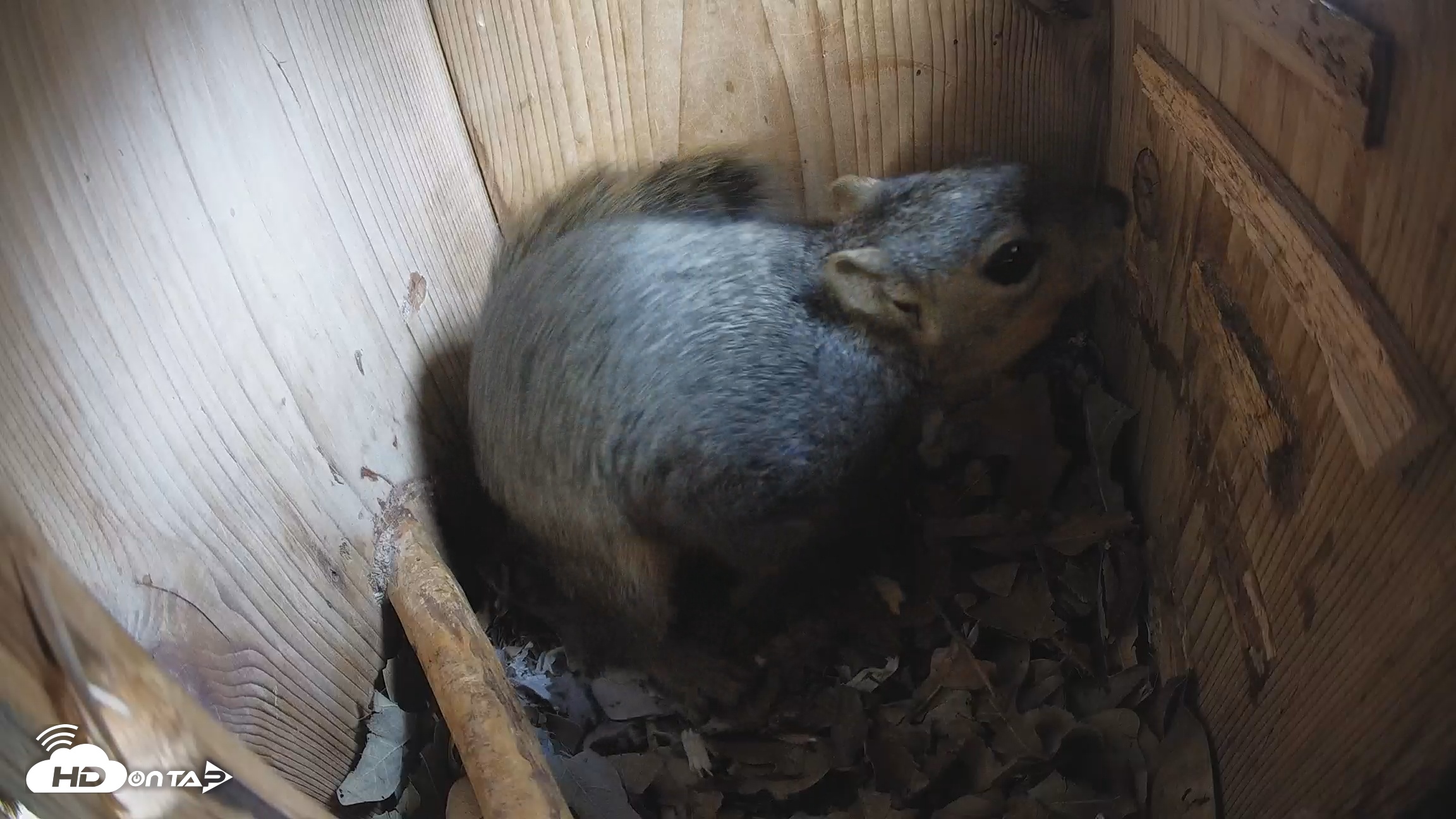 Snapshot of Eastern Screech Owl Nest Box Live Webcam taken Jan 10, 2026, 3:05pm CST