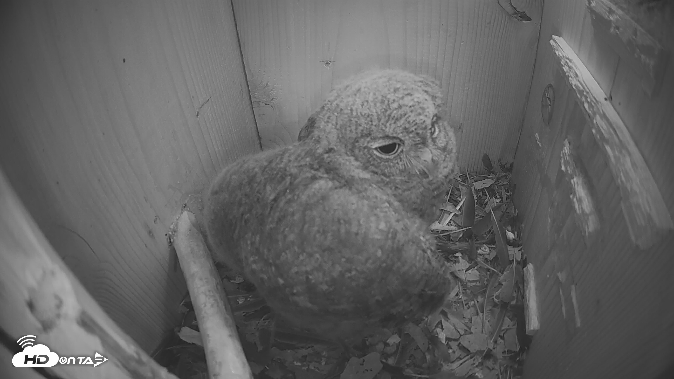 Snapshot of Eastern Screech Owl Nest Box Live Webcam taken Apr 18, 2026, 9:54pm CDT