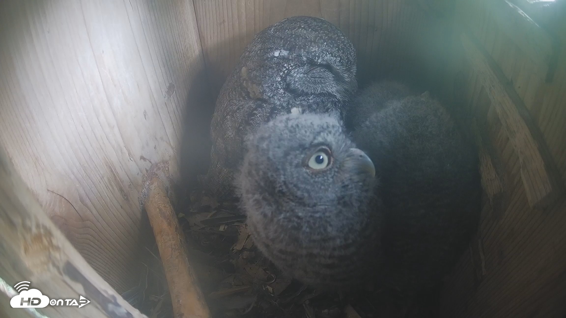 Snapshot of Eastern Screech Owl Nest Box Live Webcam taken Apr 14, 2026, 1:28pm CDT