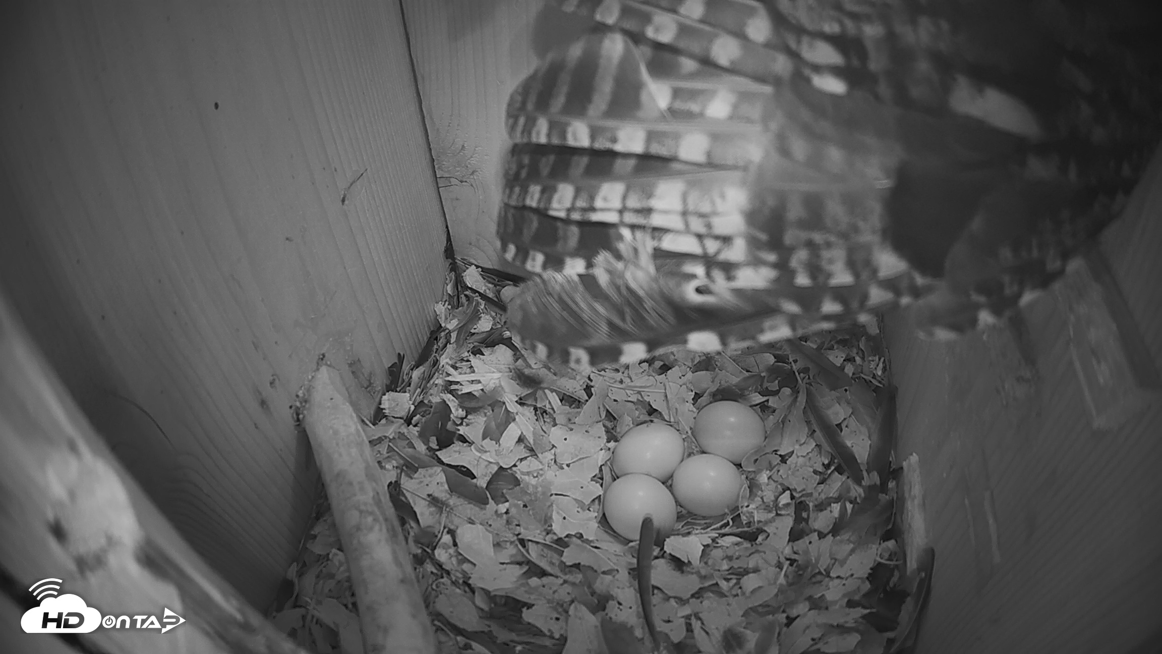 Snapshot of Eastern Screech Owl Nest Box Live Webcam taken Feb 22, 2026, 6:56am CST