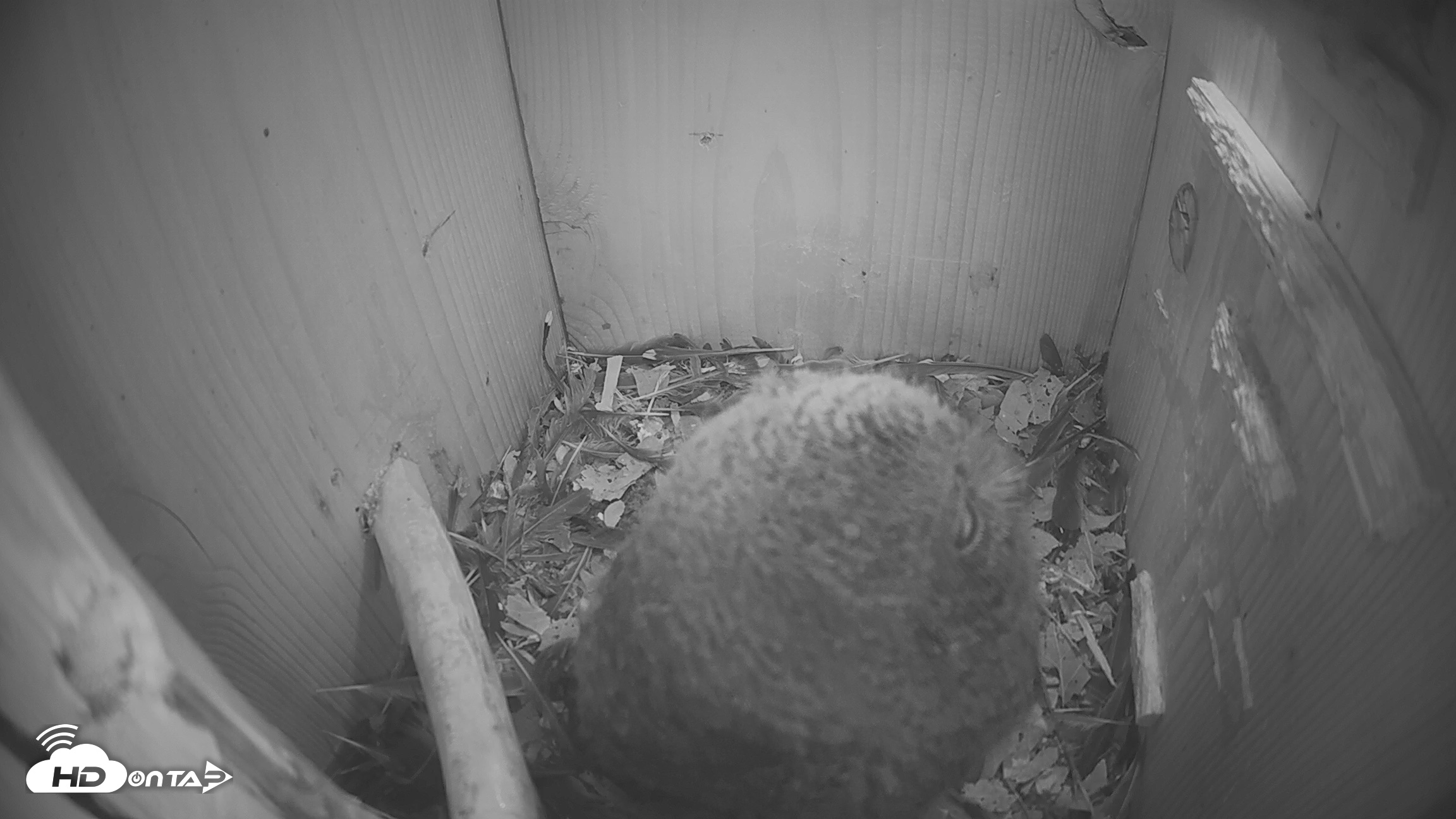 Snapshot of Eastern Screech Owl Nest Box Live Webcam taken Apr 19, 2026, 9:07am CDT