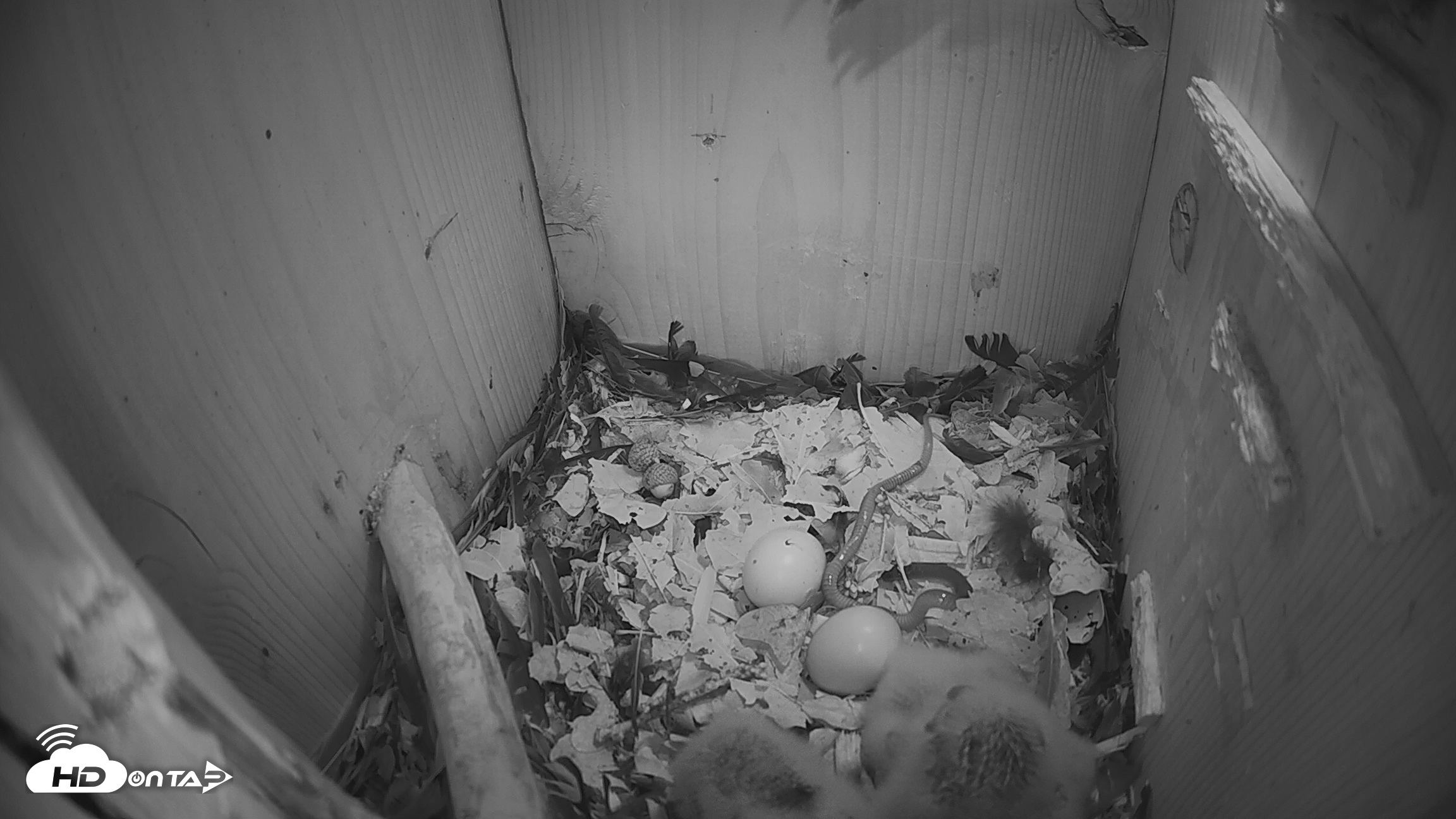 Snapshot of Eastern Screech Owl Nest Box Live Webcam taken Mar 27, 2026, 4:59am CDT
